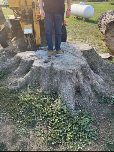 Person standing on a large tree stump beside construction equipment outdoors