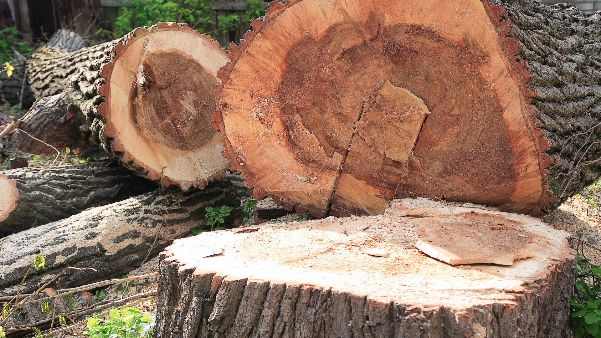 Cut tree logs stacked outdoors, showing fresh wood grain and bark.
