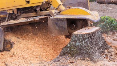 Yellow wood chipper mulching a tree stump, with fresh sawdust scattered on the ground.