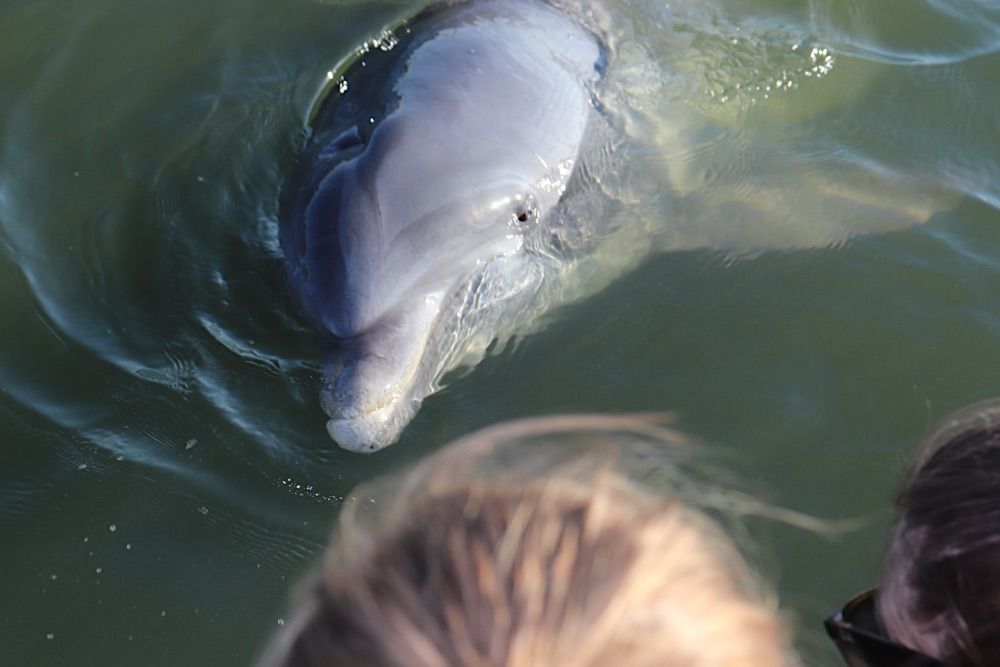 Hilton Head Island Dolphin Tours Photo Gallery Sonny C Charters