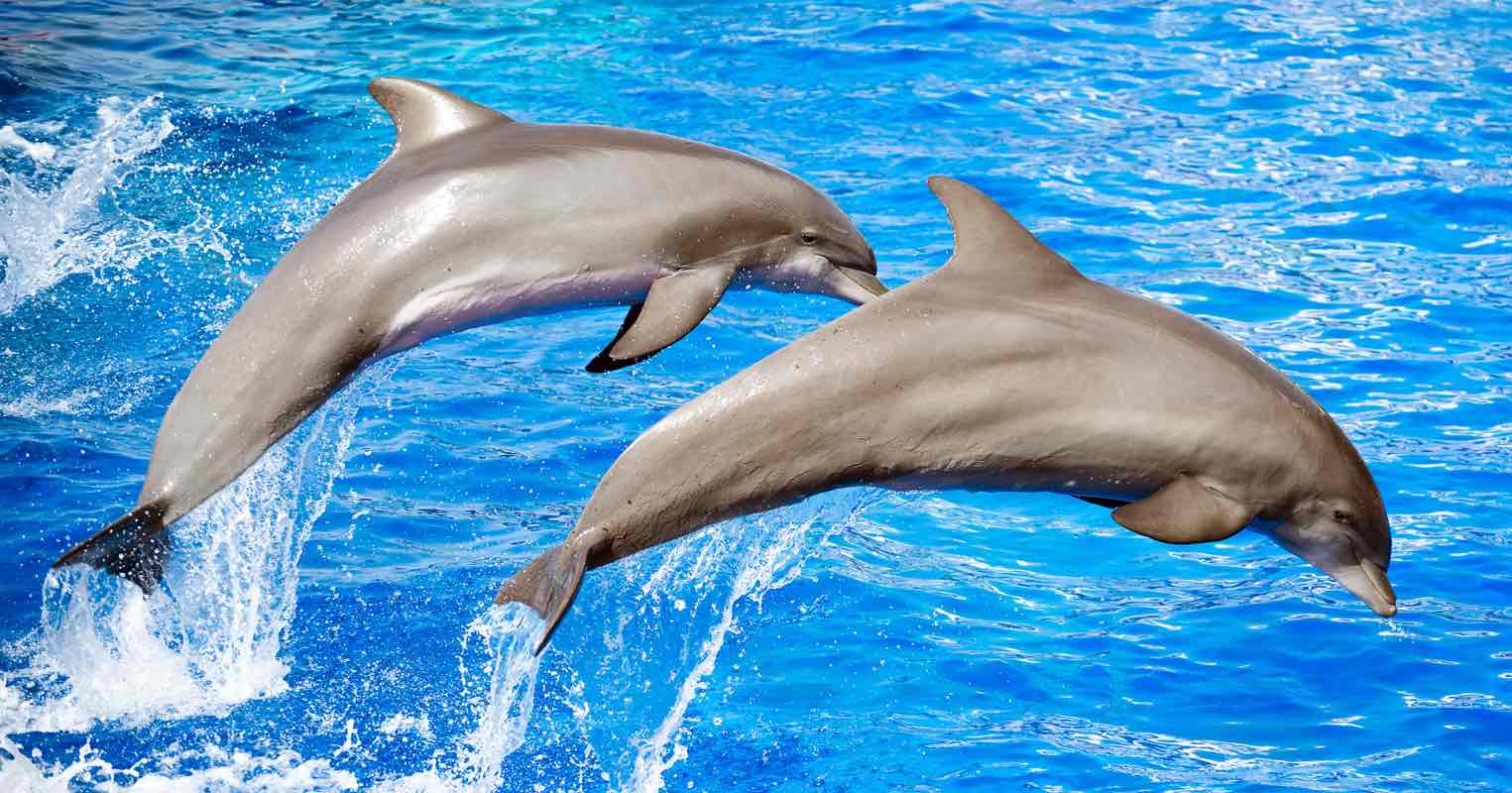 Top 5 Questions Asked about our Dolphin & Nature Tour
