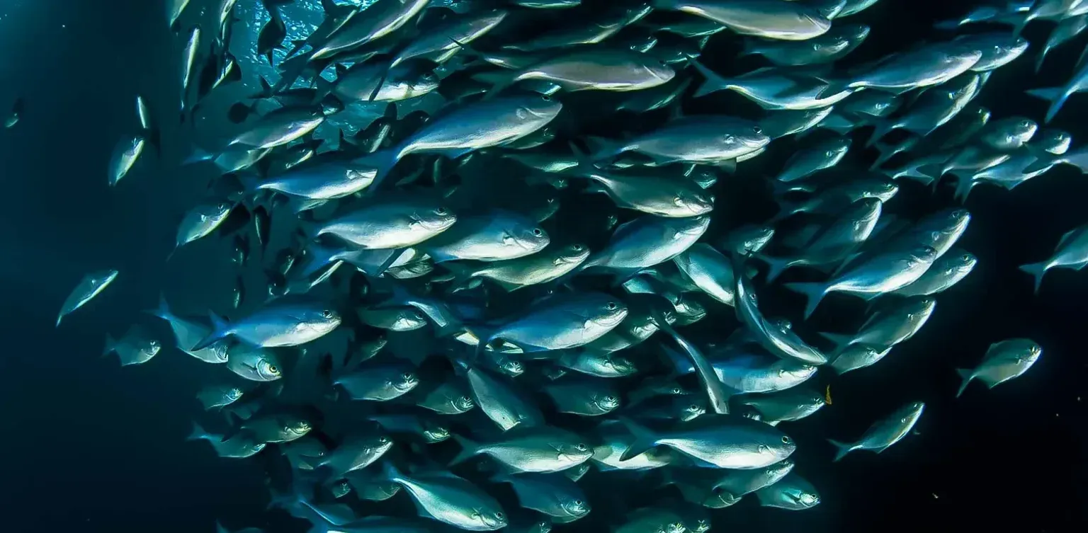 School of silver fish swimming in dark blue water