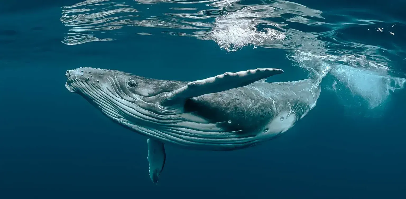 Humpback whale swimming underwater in clear blue ocean