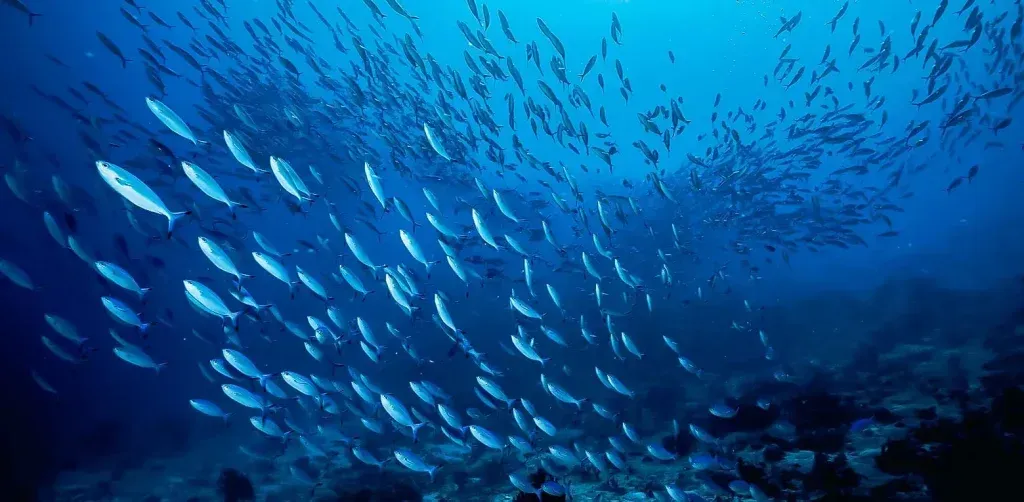 School of silvery fish swimming through blue ocean water