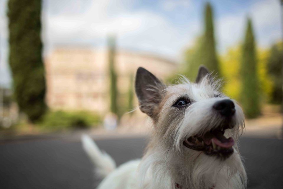 Albergo con servizio dog sitter