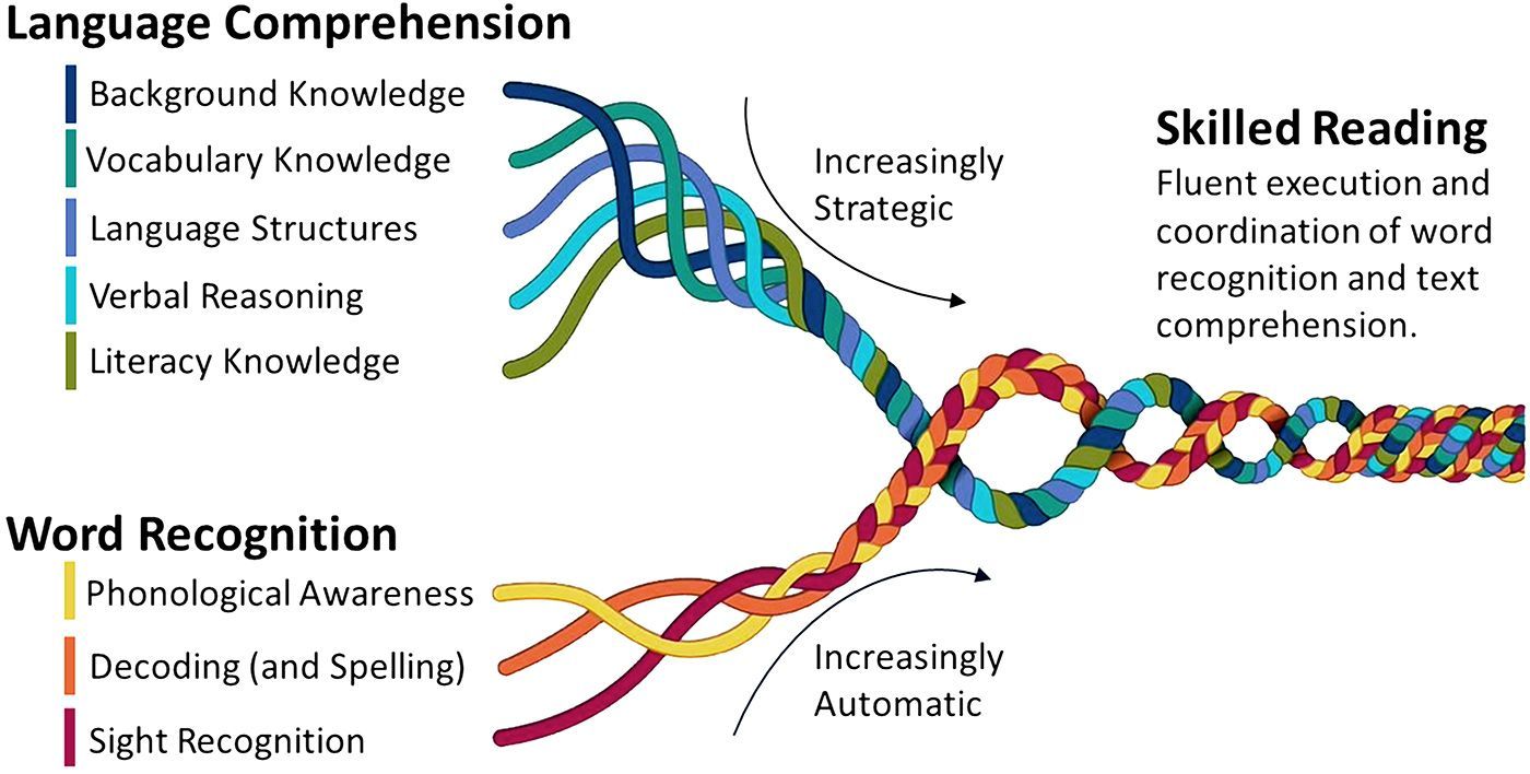 Language Comprehension includes background knowledge, vocabulary, language structures, verbal reasoning, and literacy knowledge; all becoming increasingly strategic. Word Recognition includes phonological awareness, decoding and spelling, and sight recognition; all becoming increasingly automatic. Together these skills create the