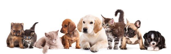 Different Kind of Pets - Full Service Pet Grooming in Bethlehem, PA For more than 40 years, Canine Grooming Shoppe has continuously provided dogs and cats of Bethlehem with safe and quality grooming services and supplies. - Full Service Pet Grooming in Bethlehem, PA