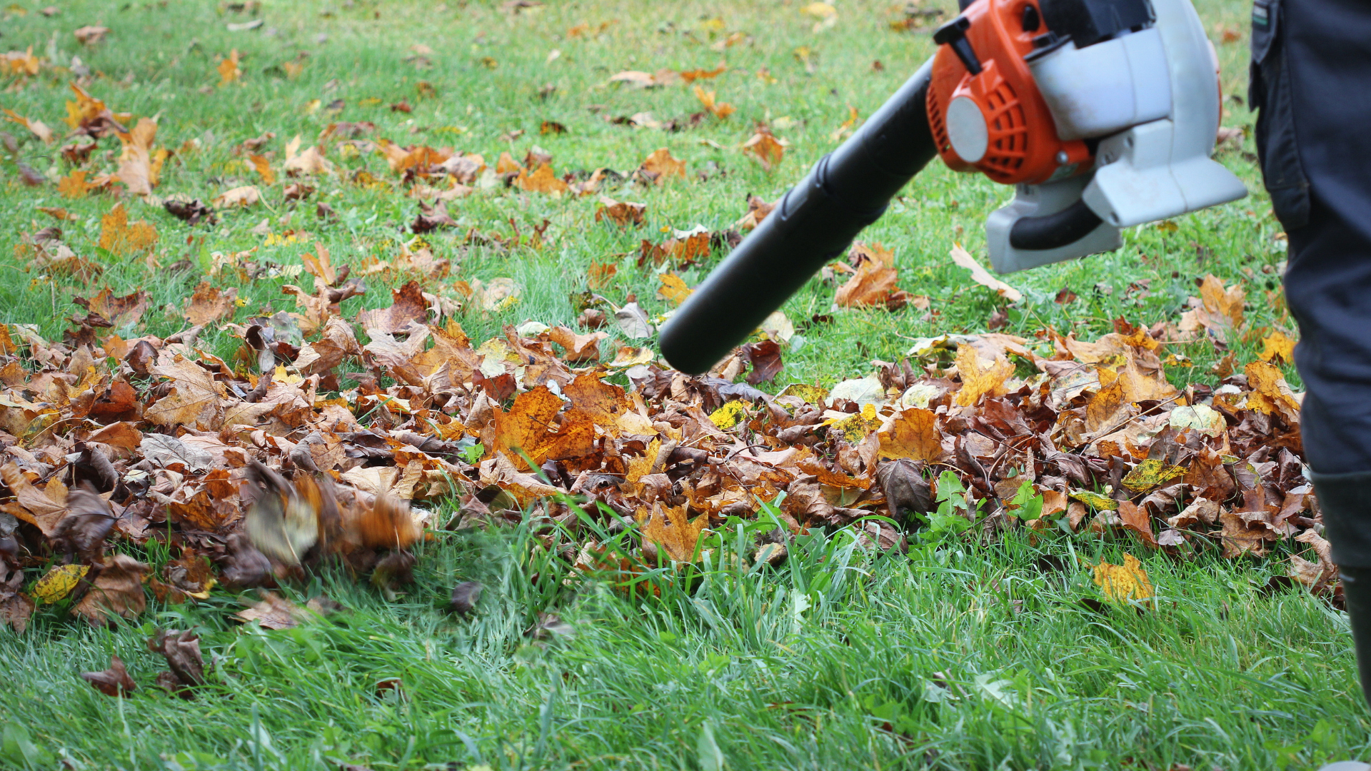 An orange and gray leaf blower pointed at a pile of brown autumn leaves on a green lawn.