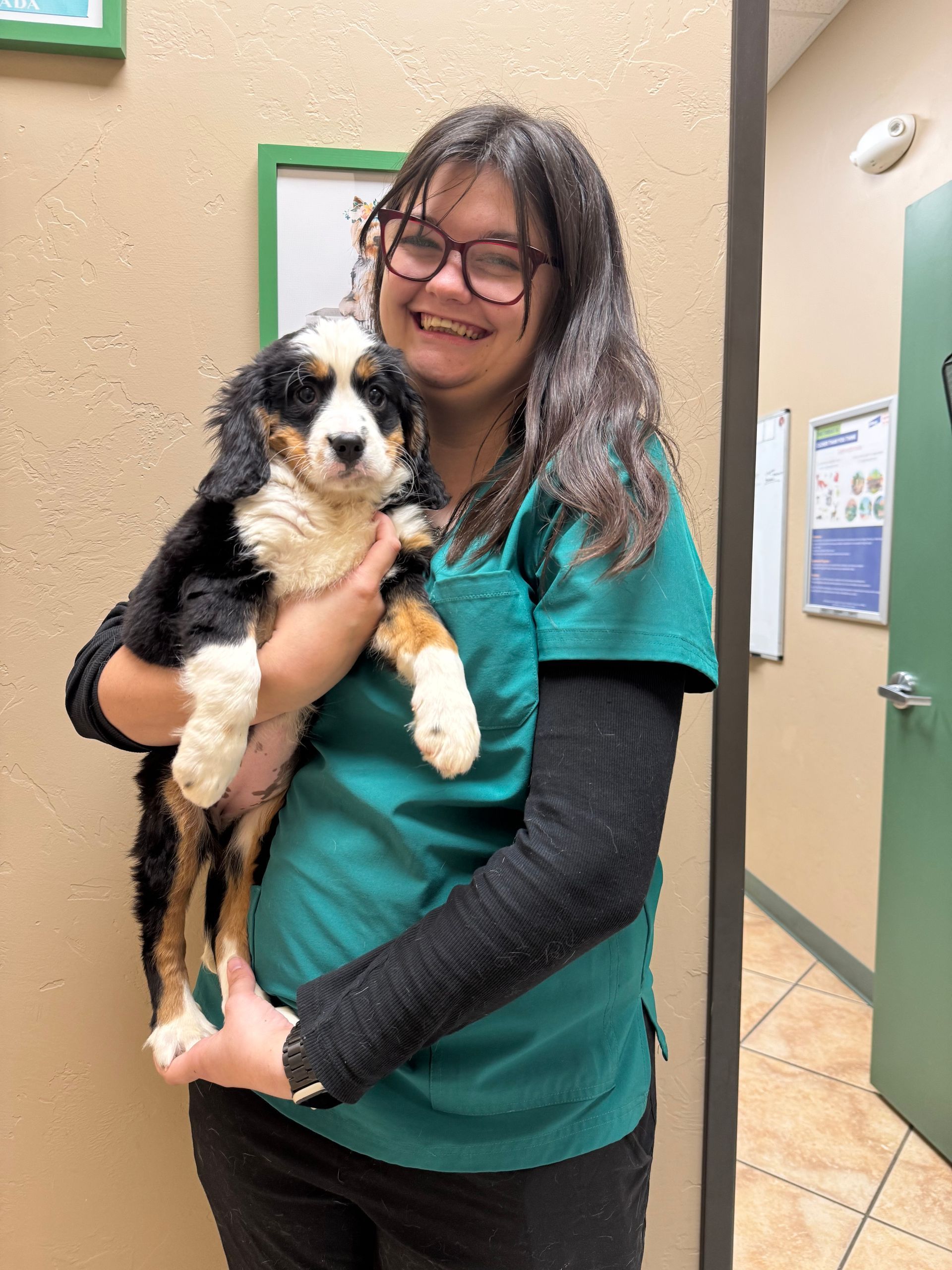 Woman in green scrubs holds a Bernese Mountain Dog puppy; both smiling in a clinic setting. Woman in green scrubs holds a Bernese Mountain Dog puppy; both smiling in a clinic setting.