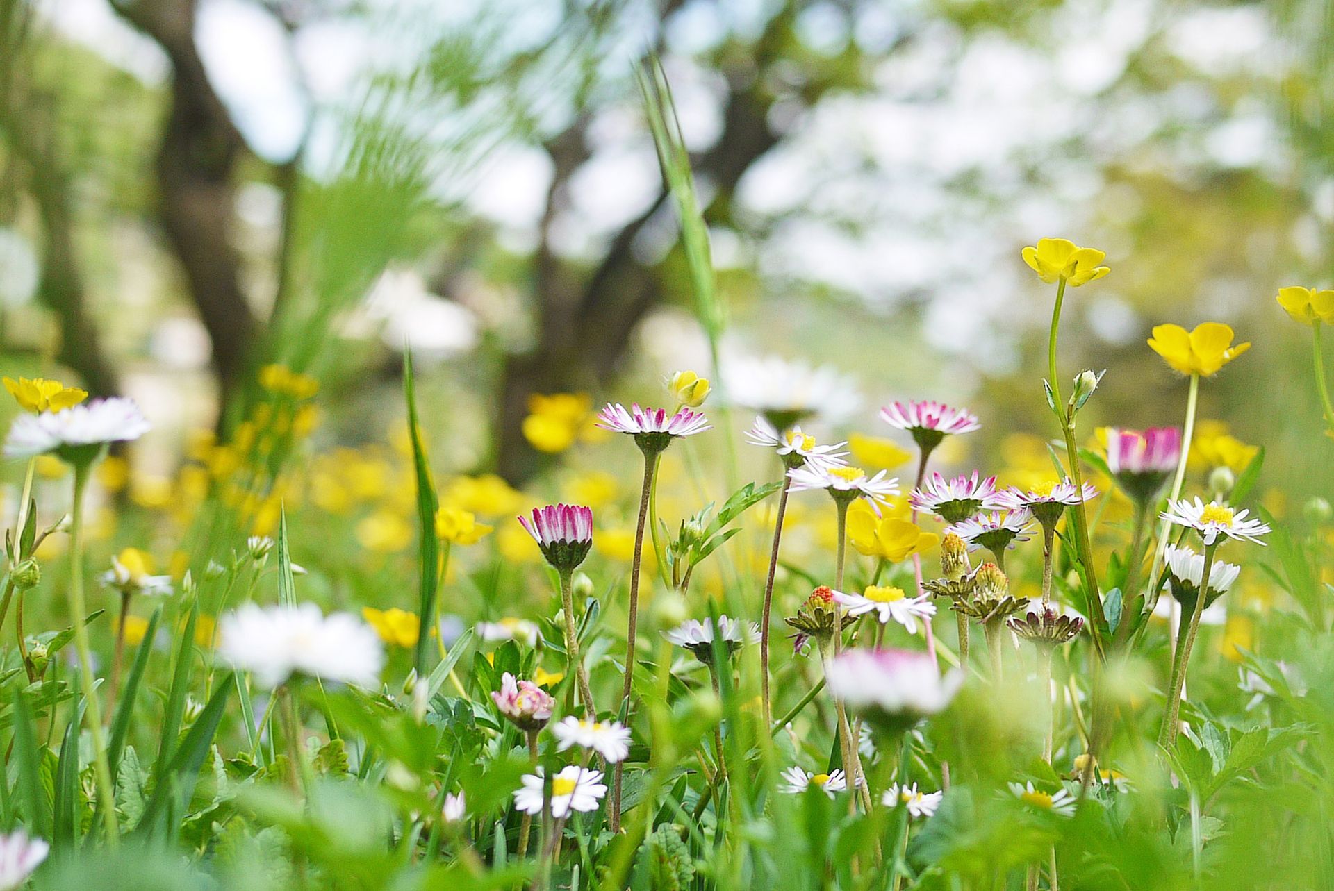 There are many different types of flowers in this field.