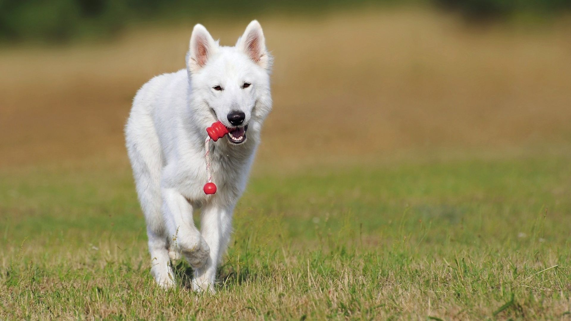 Swiss shepherd dog walking outdoor