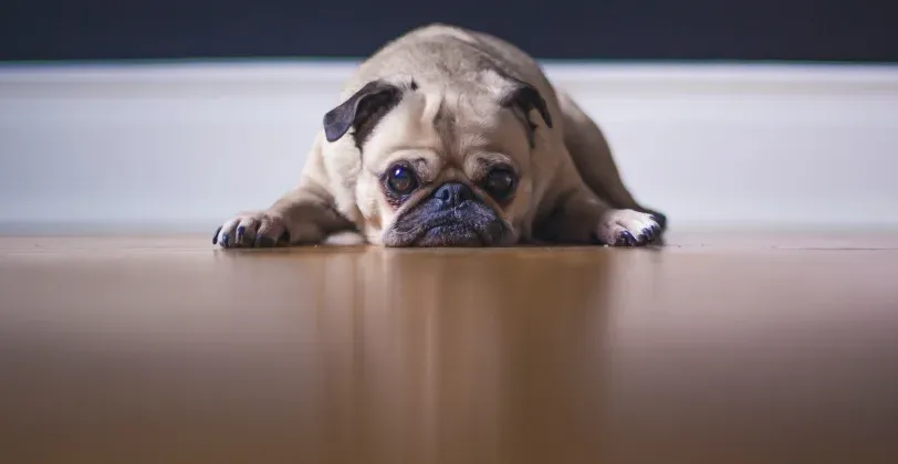A saúde mental dos animais também merece atenção