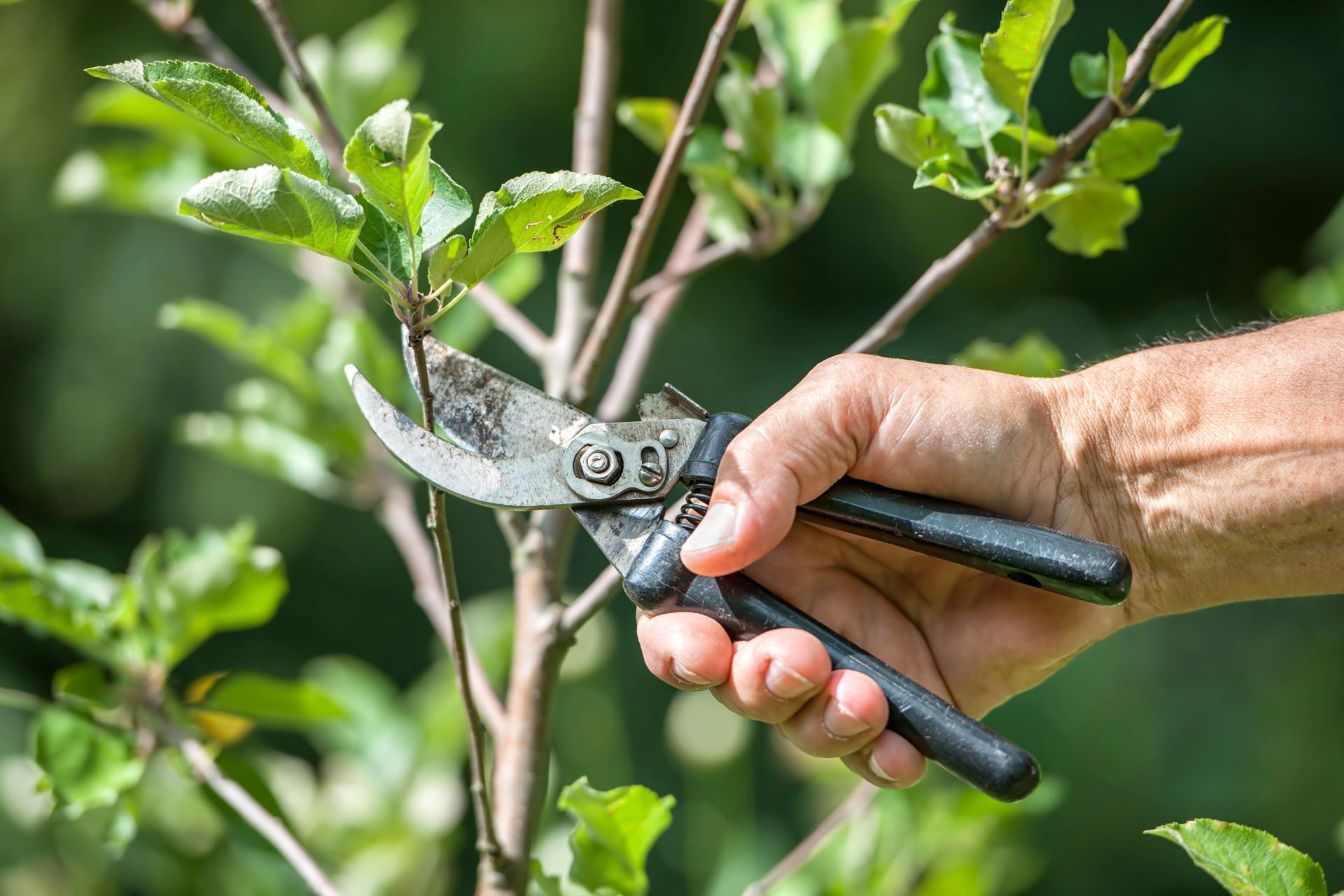 Hand pruning a tree branch with gardening shears.