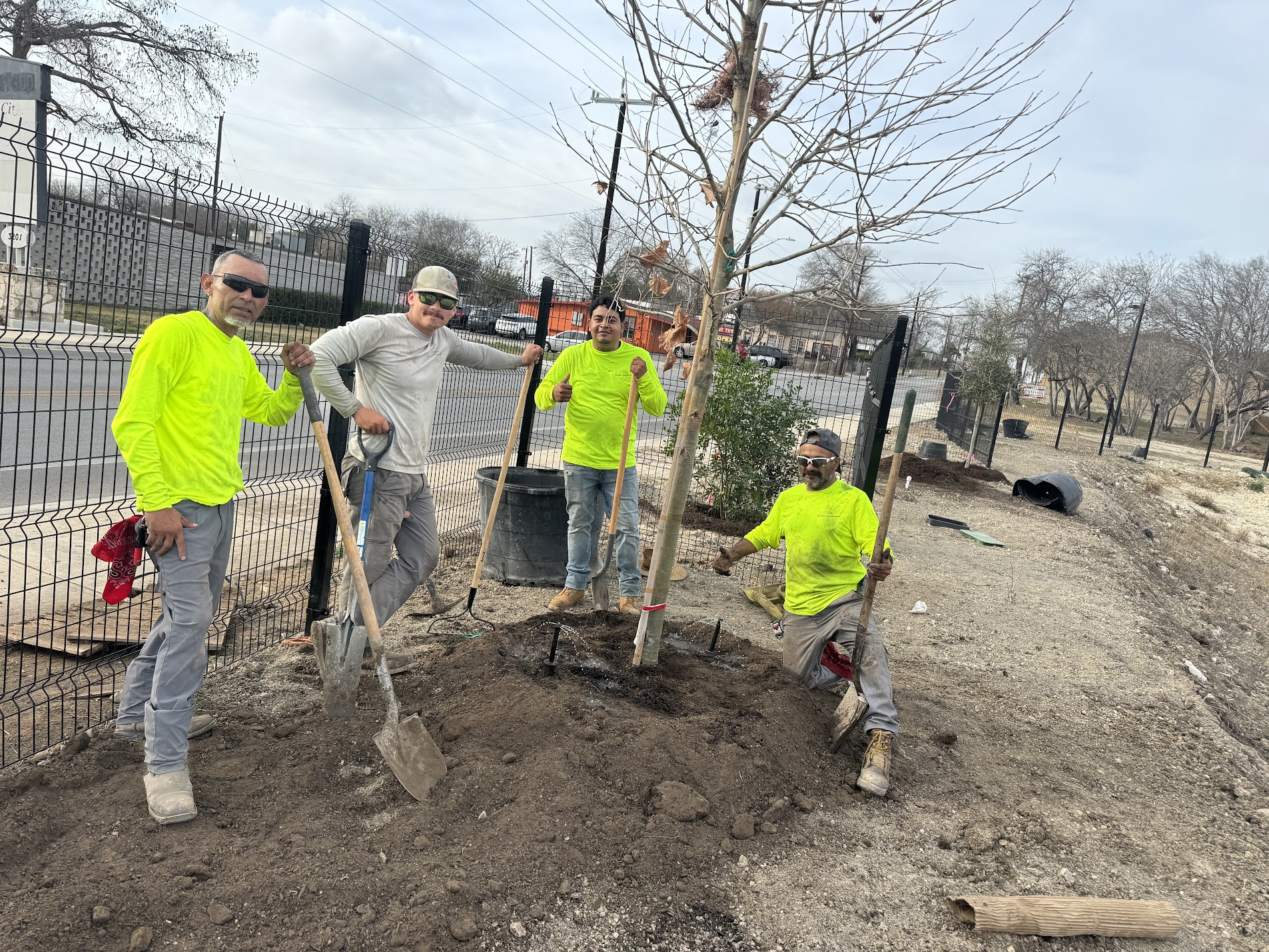 Four volunteers planting a young tree in a landscaped area with shovels and a wheelbarrow