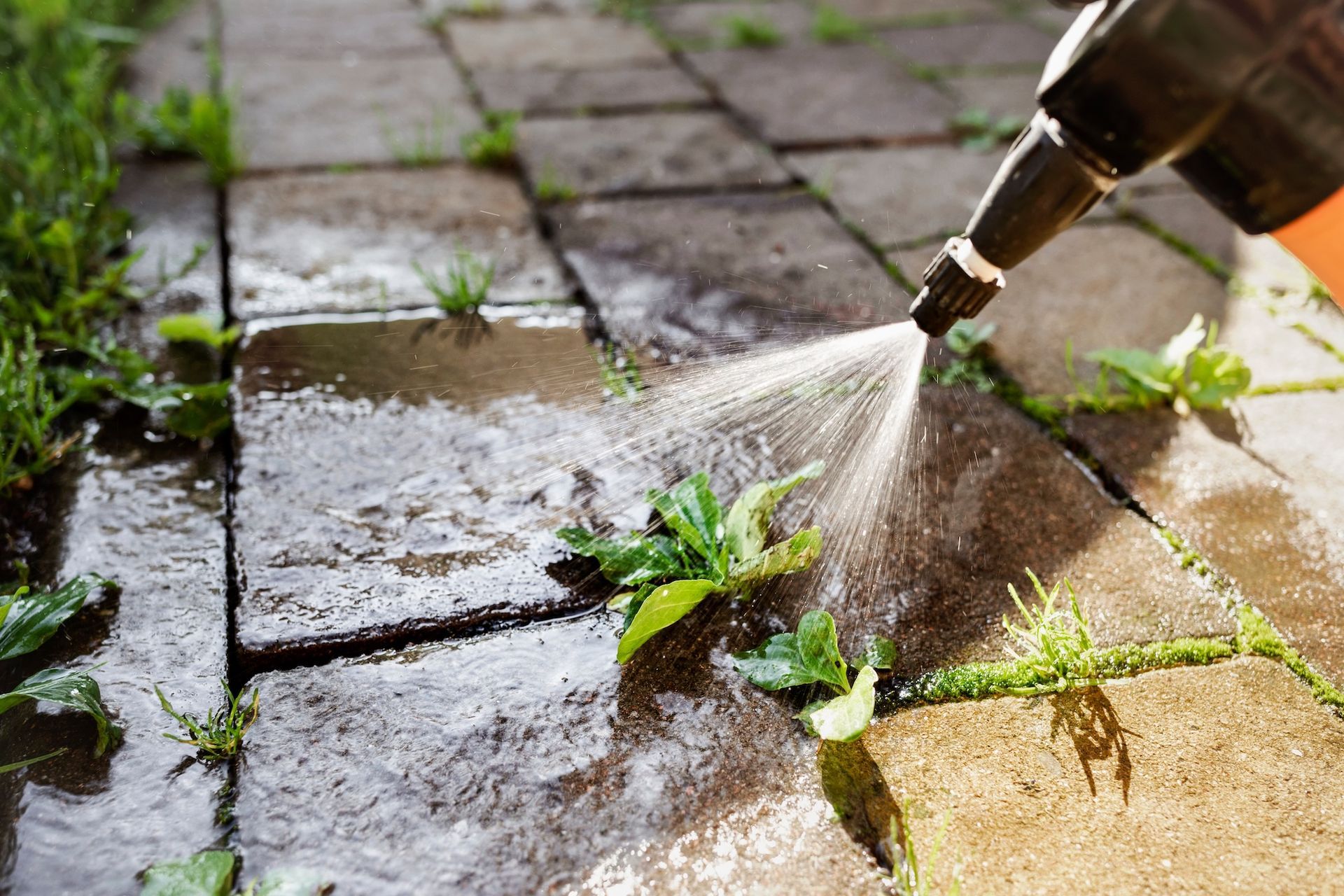 spraying weeds growing between paving stones.