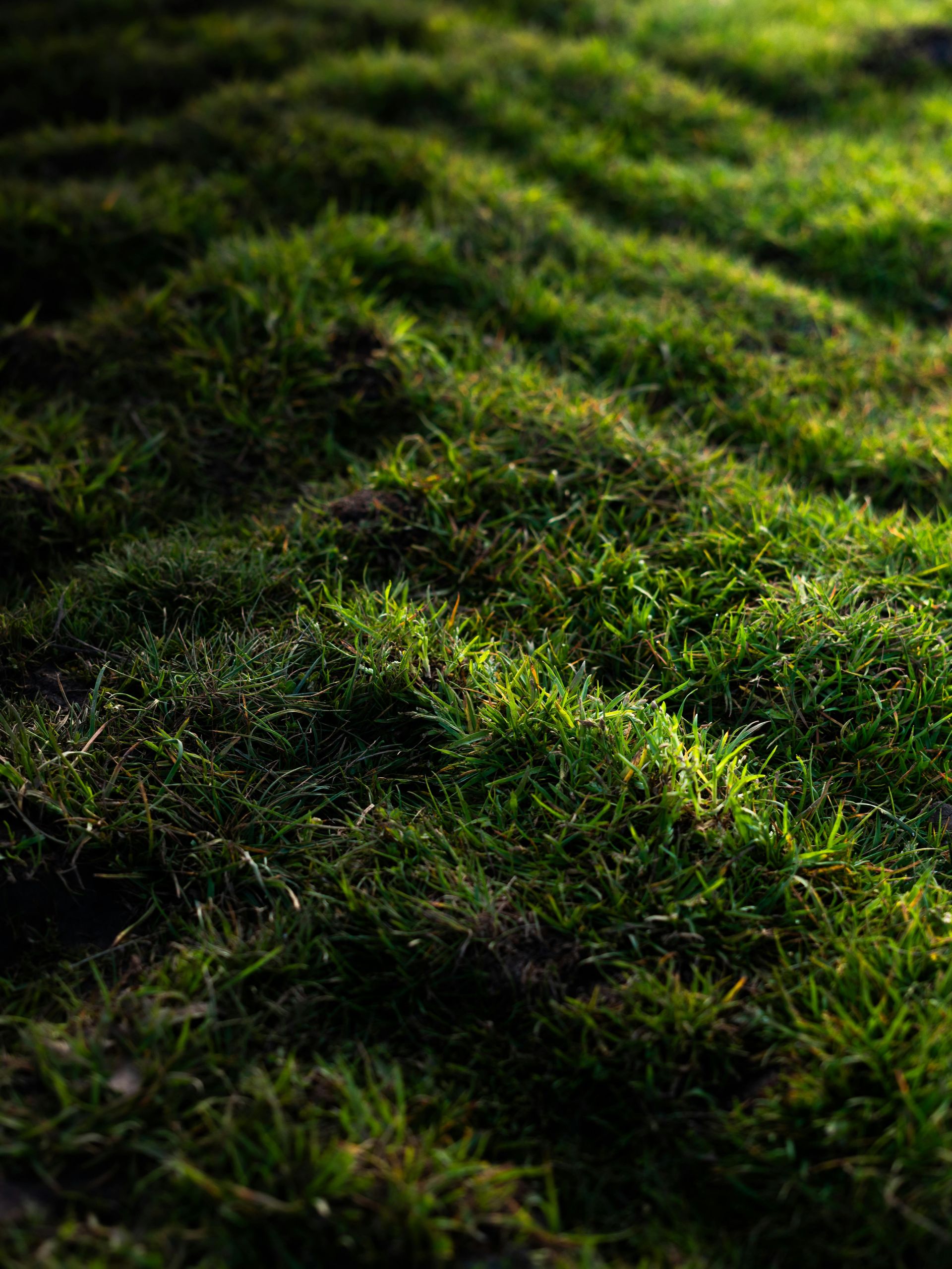 Green grass with sunlight highlighting texture and shadows.