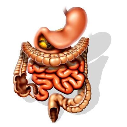 GASTRO