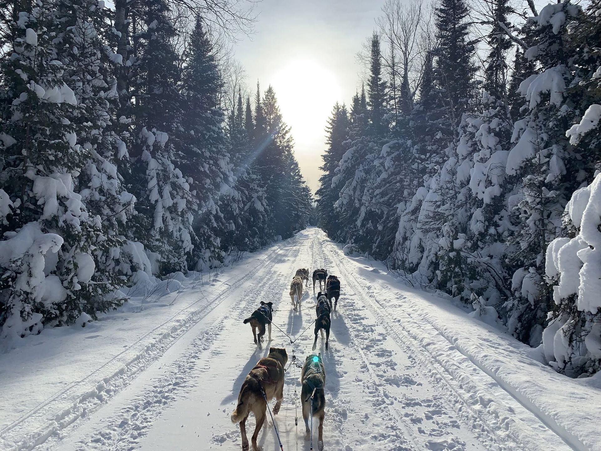 Charles Gould leading a dog sled tour through the Northwoods of Isabella Minnesota