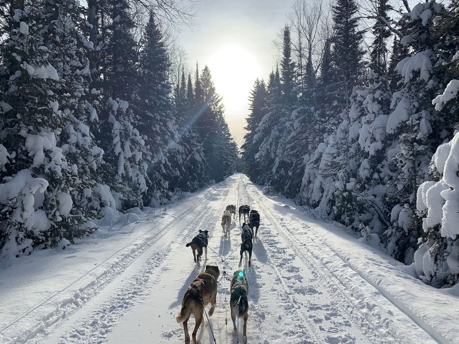 Dogsled team racing down a snowy forest road between tall pine trees