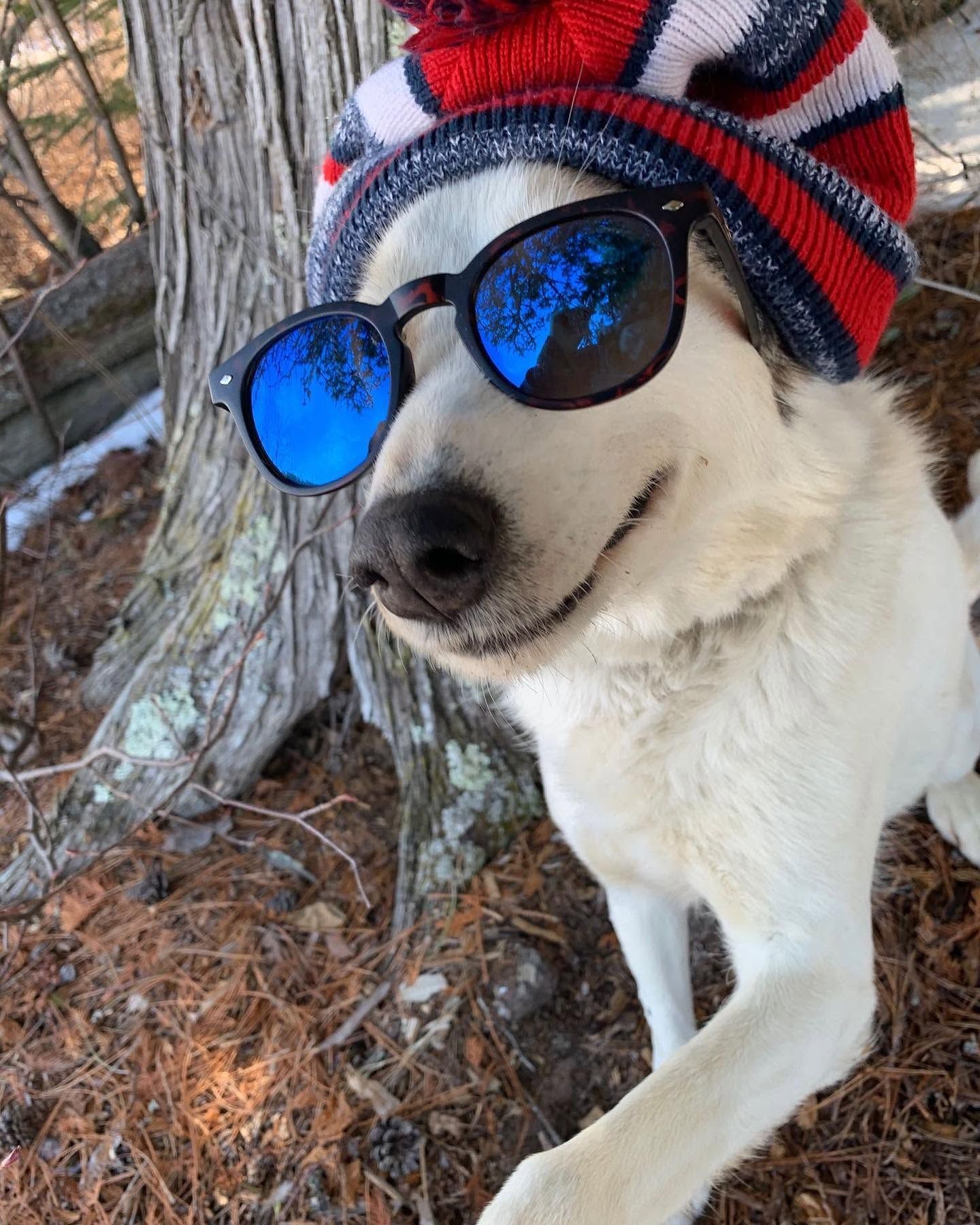 White dog wearing mirrored sunglasses and a red-white-blue knit hat, sitting by a tree in winter.