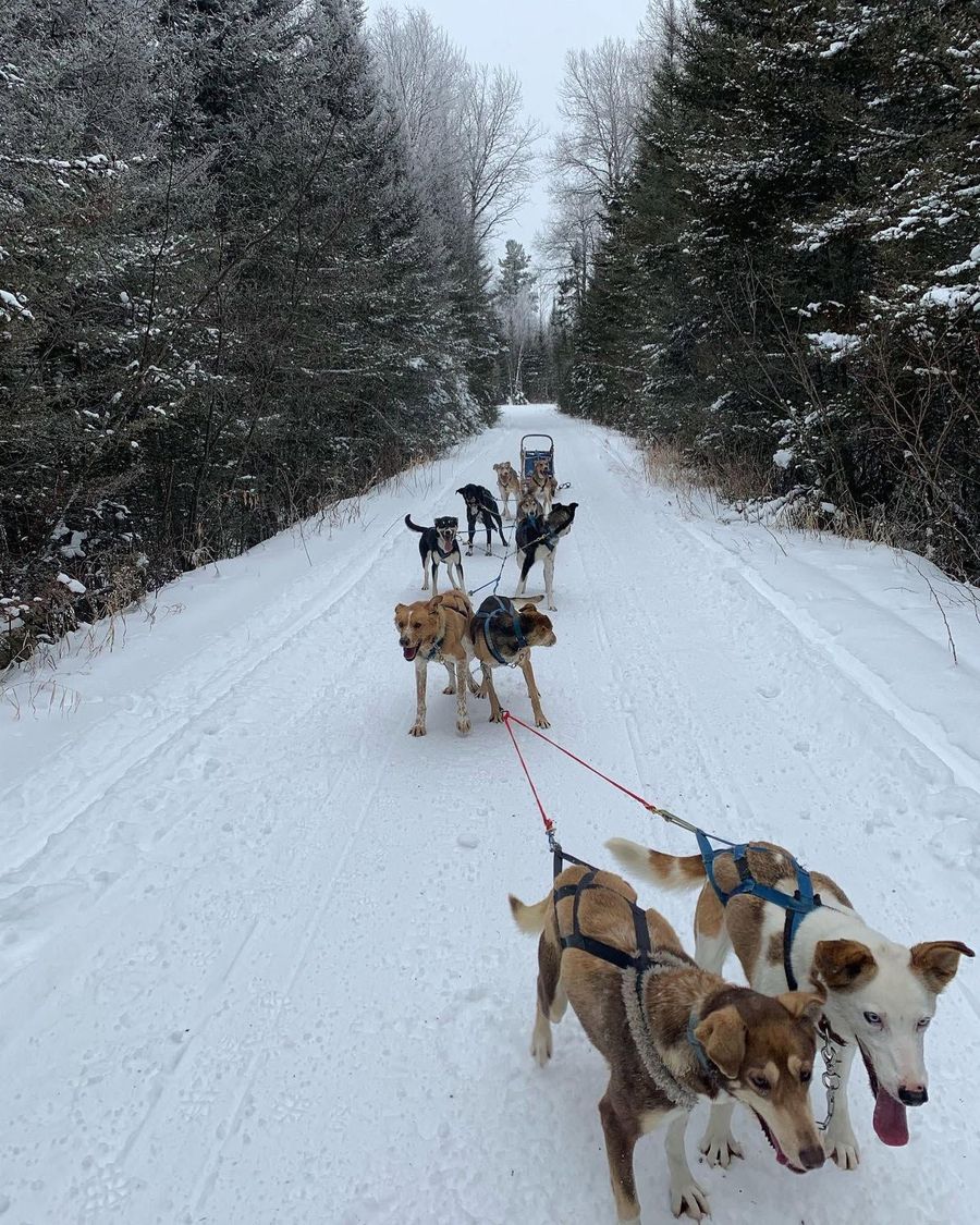 Dog sled team racing down a snowy forest trail