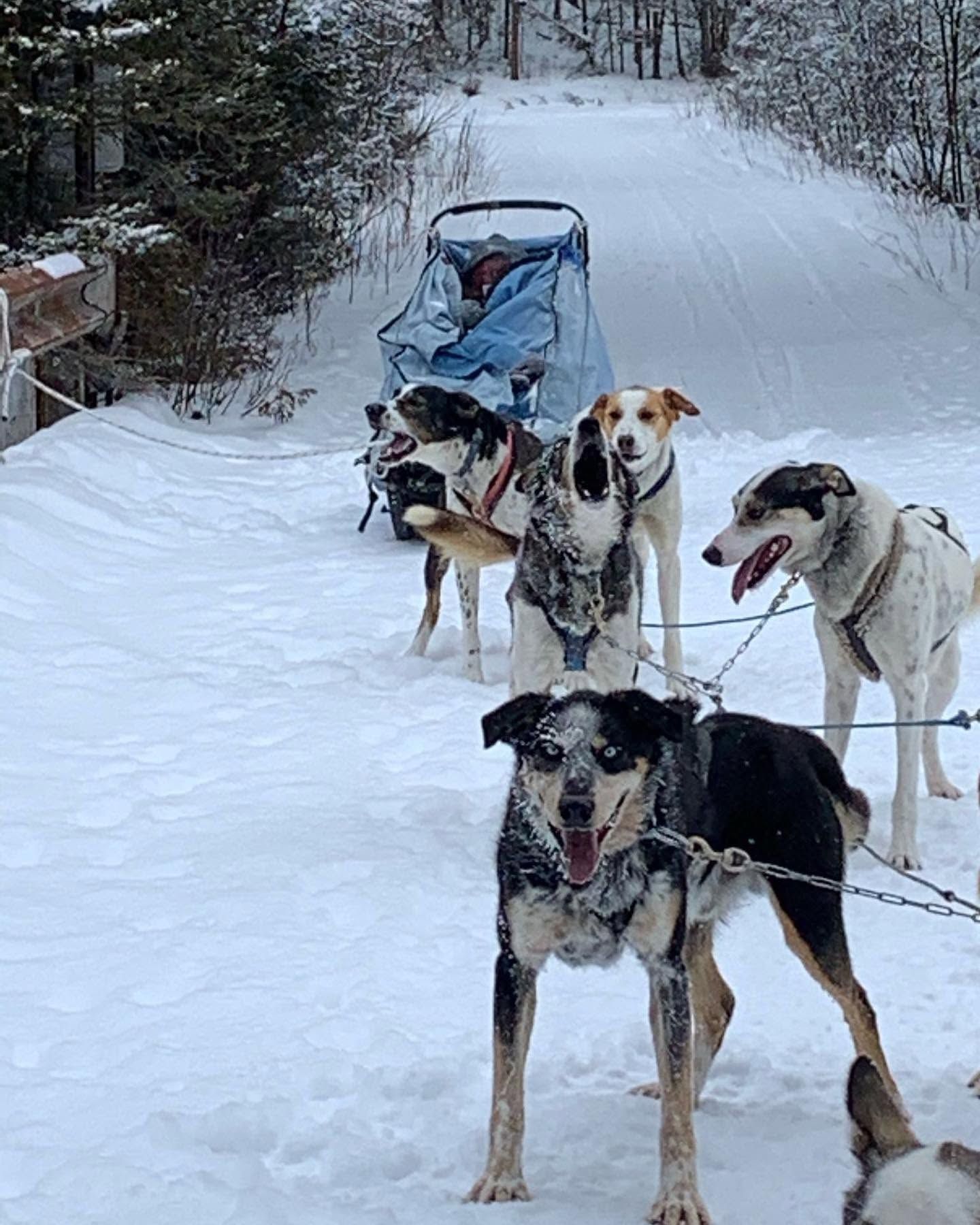 Four sled dogs on a snowy trail, harnessed to a sled in a winter forest.