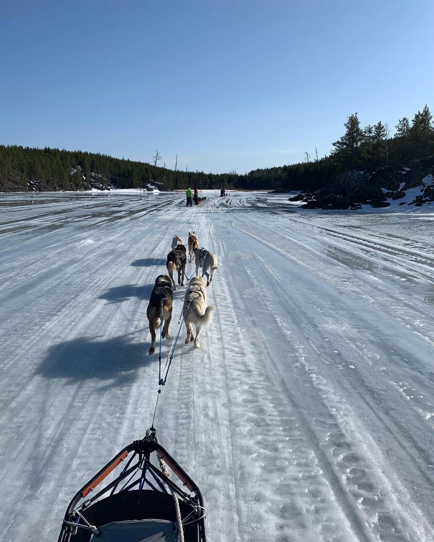 Dog sled team racing across a snowy frozen trail under a clear sky