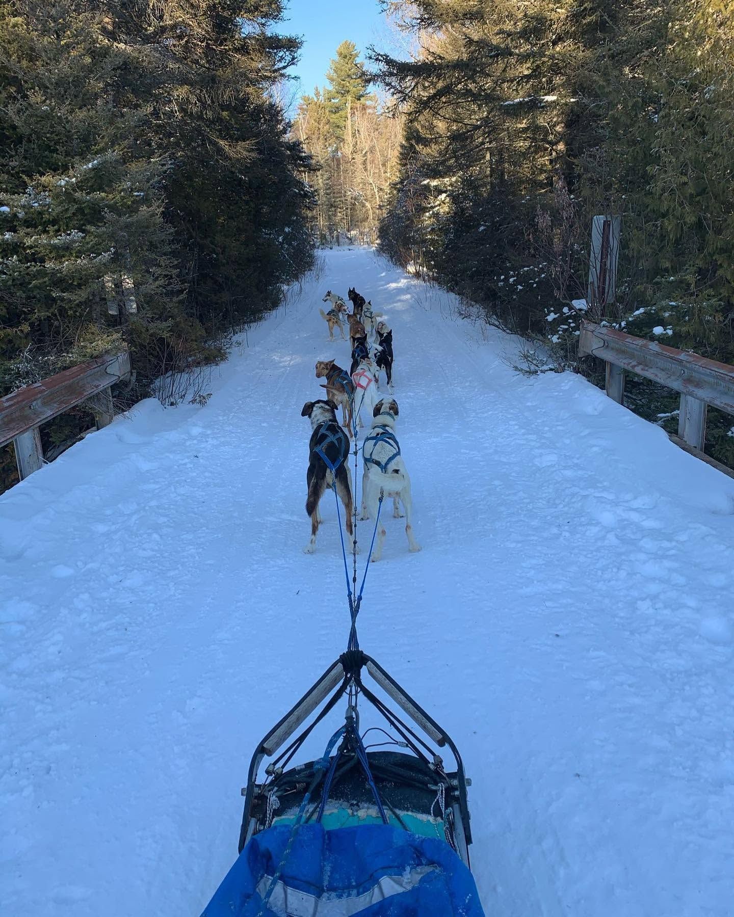 Dog sled team on a snowy forest trail pulling a blue sled