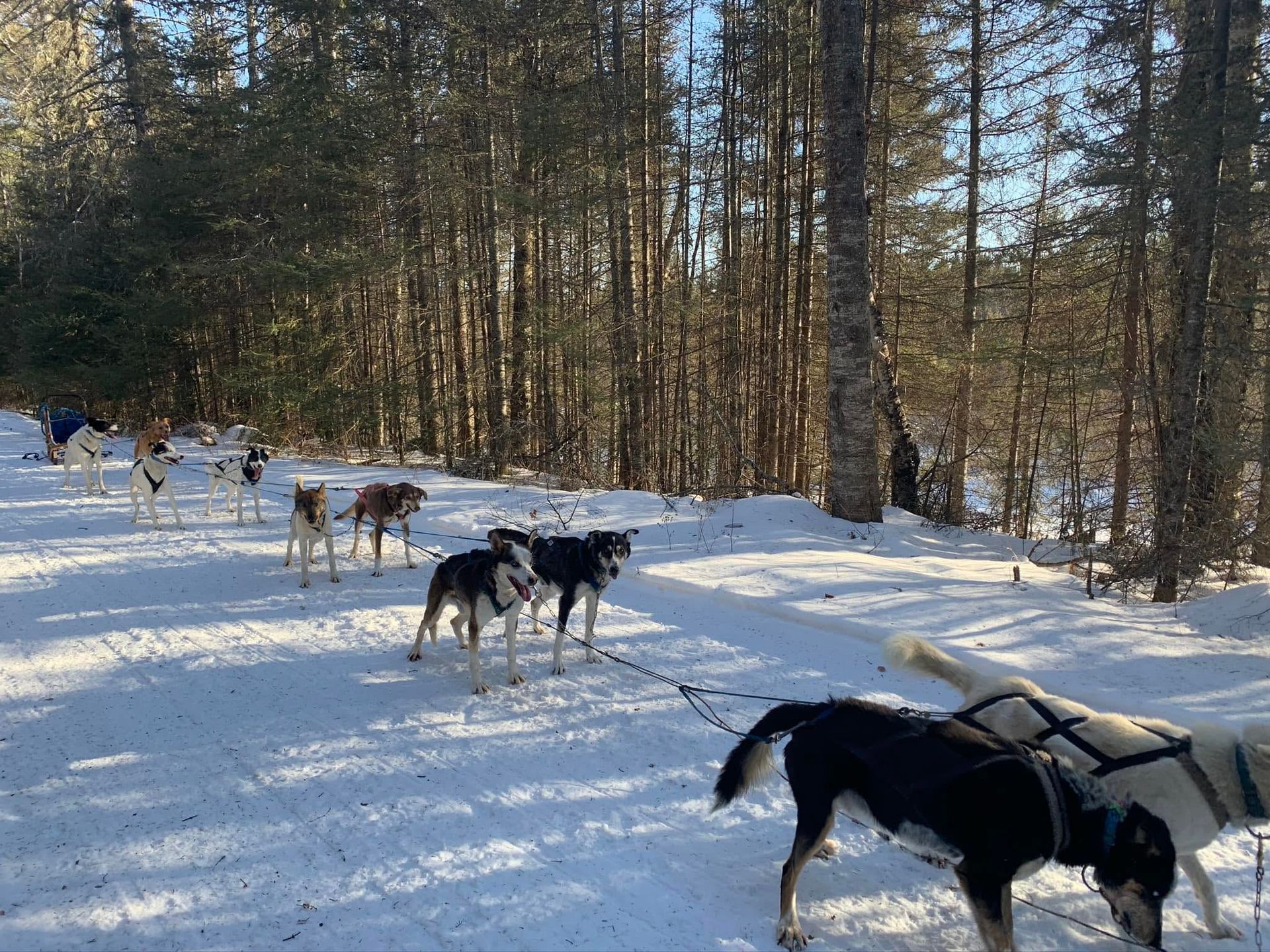 Sled dogs and outdoor adventures at Kiwatchi Adventures in Isabella MN