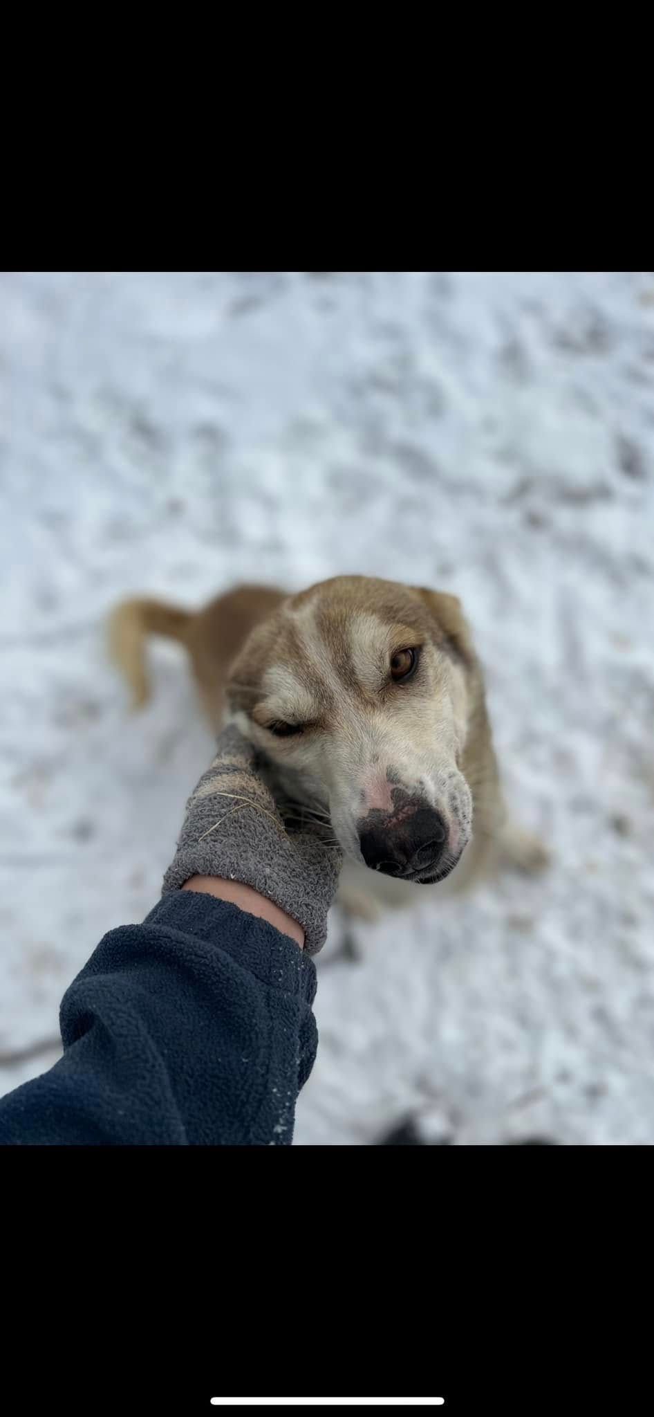 A hand petting a tan dog in snow, with the dog looking toward the camera.