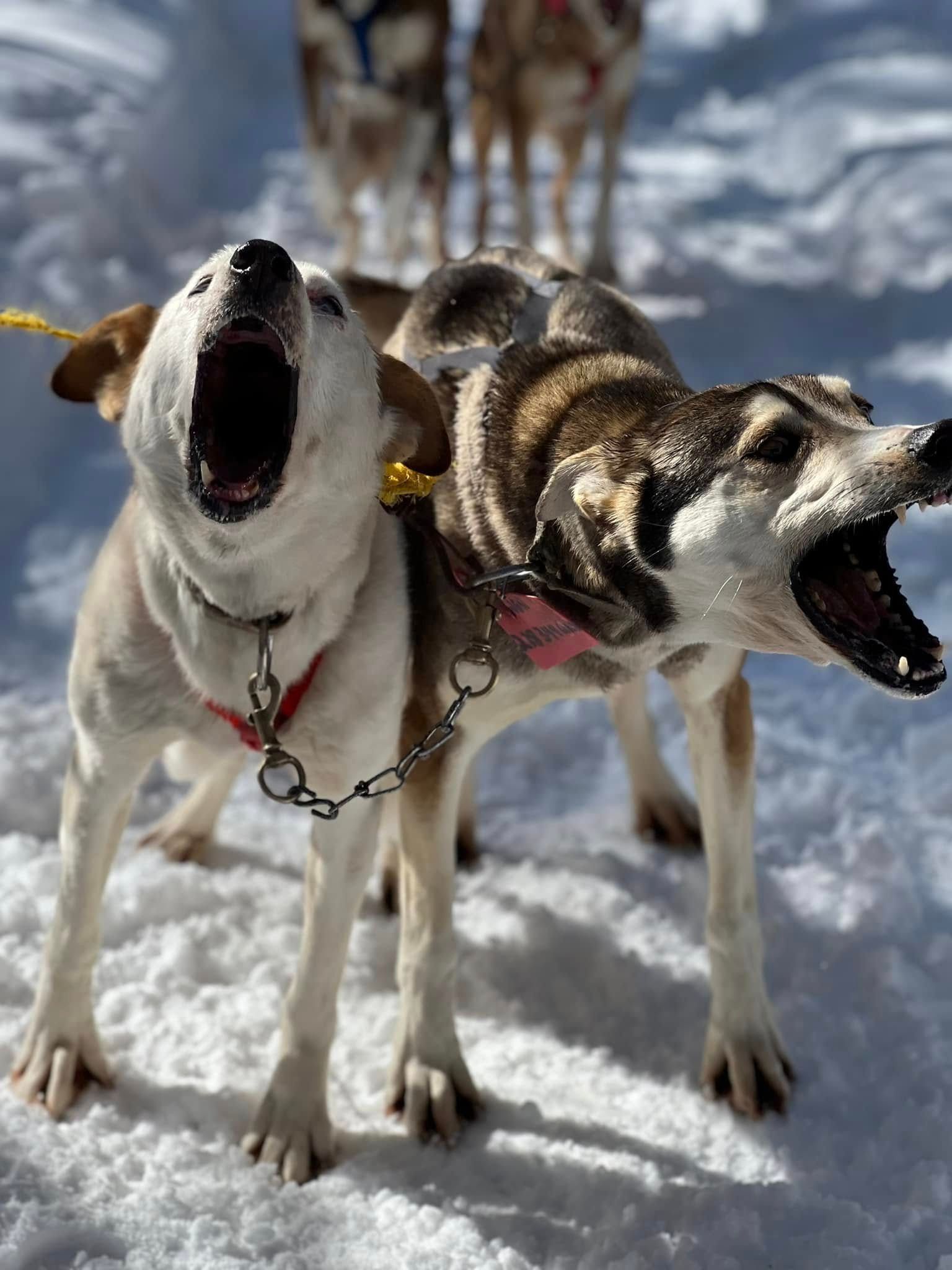 Kiwatchi Adventures husky team pulling a sled through snow-covered forest