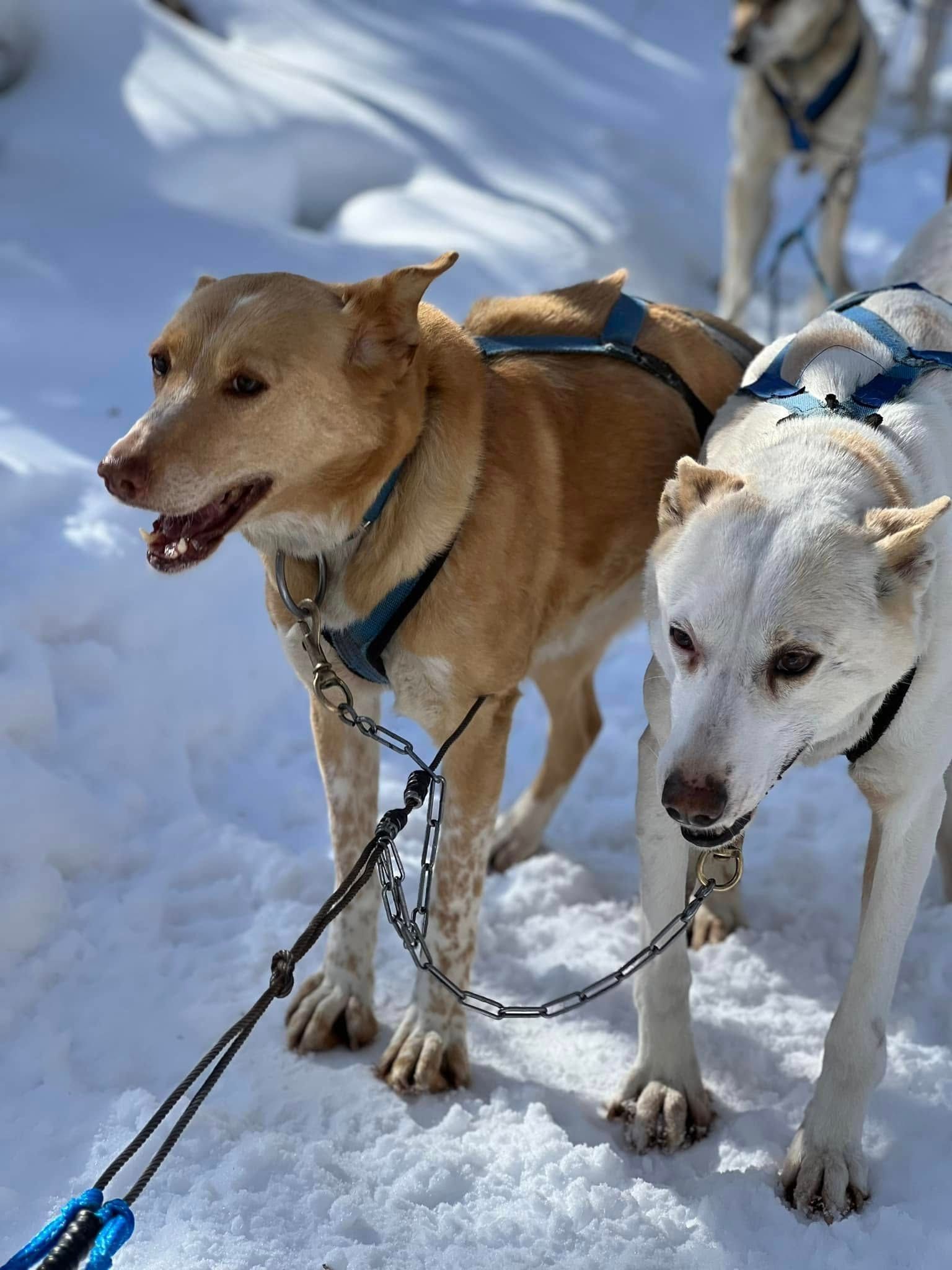 Sled dogs harnessed and ready to run on a snowy trail in Lake County Minnesota