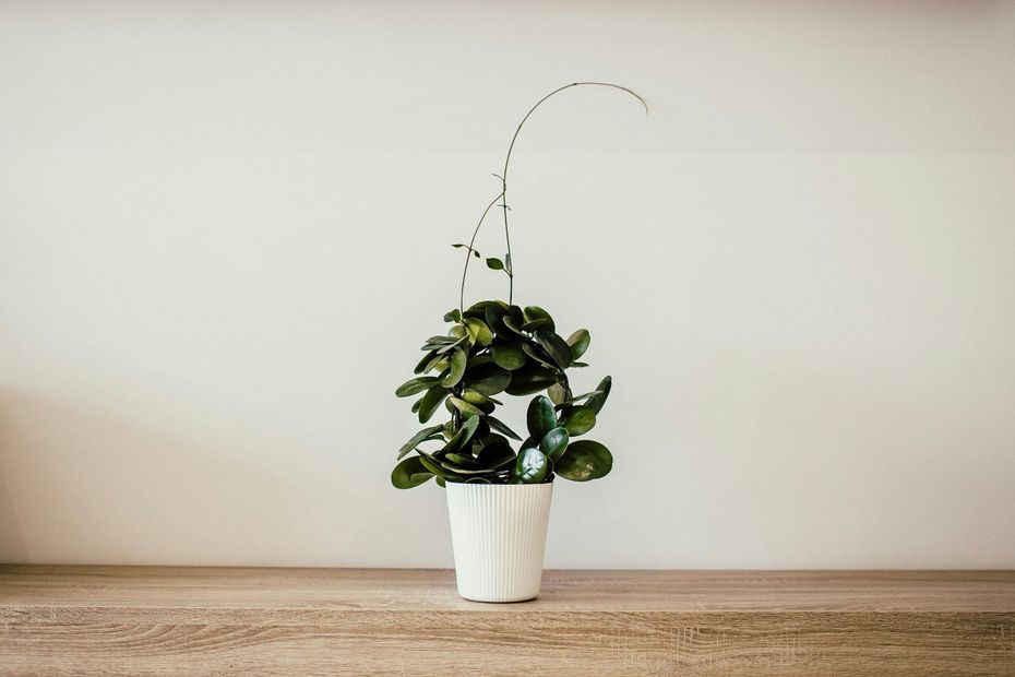 A small, dark green potted plant with tall, thin stems stands on a wooden surface against a plain white wall.