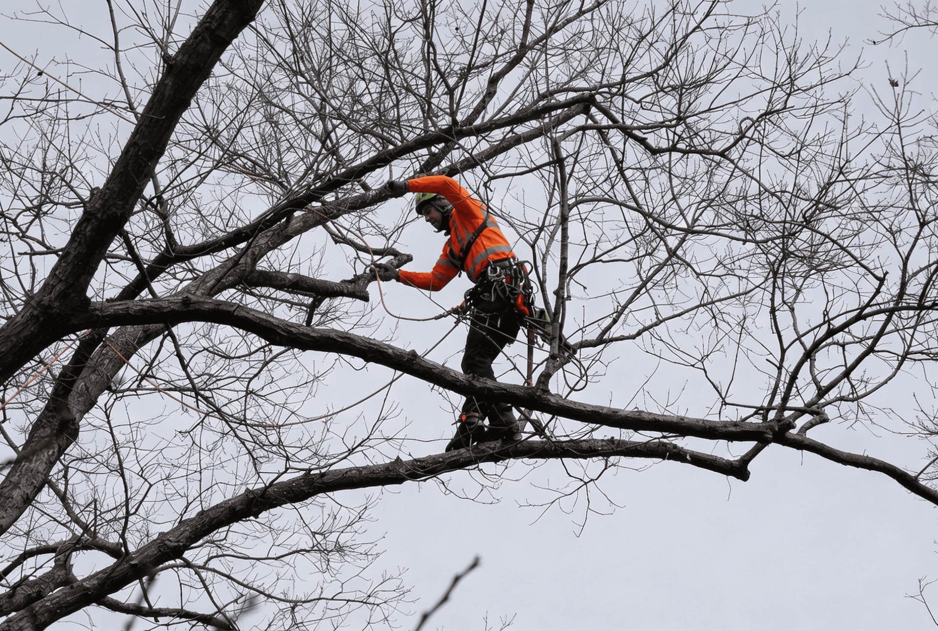 Tree Pruning