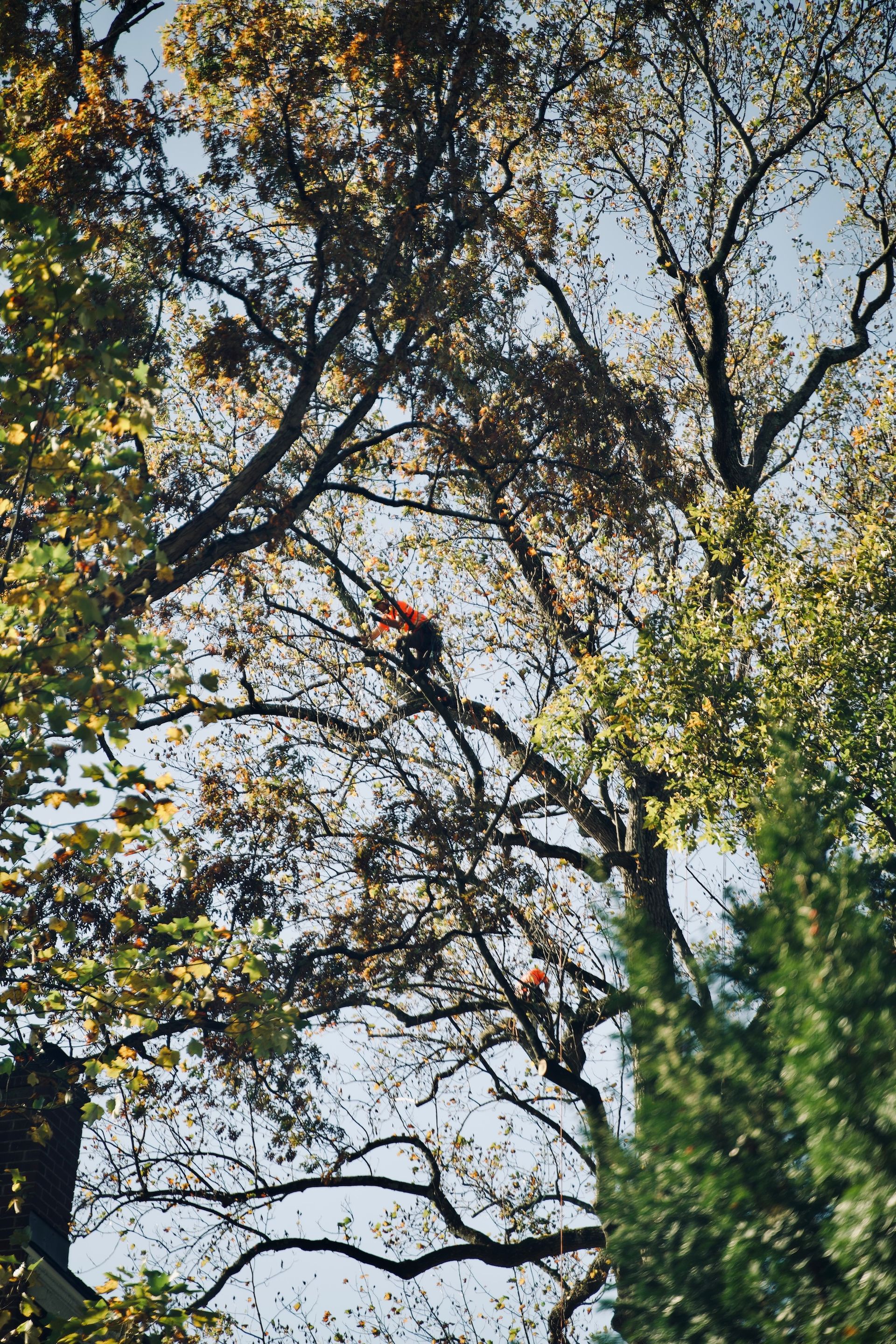 Tall trees with leafy branches and orange leaves reaching up to a bright sky