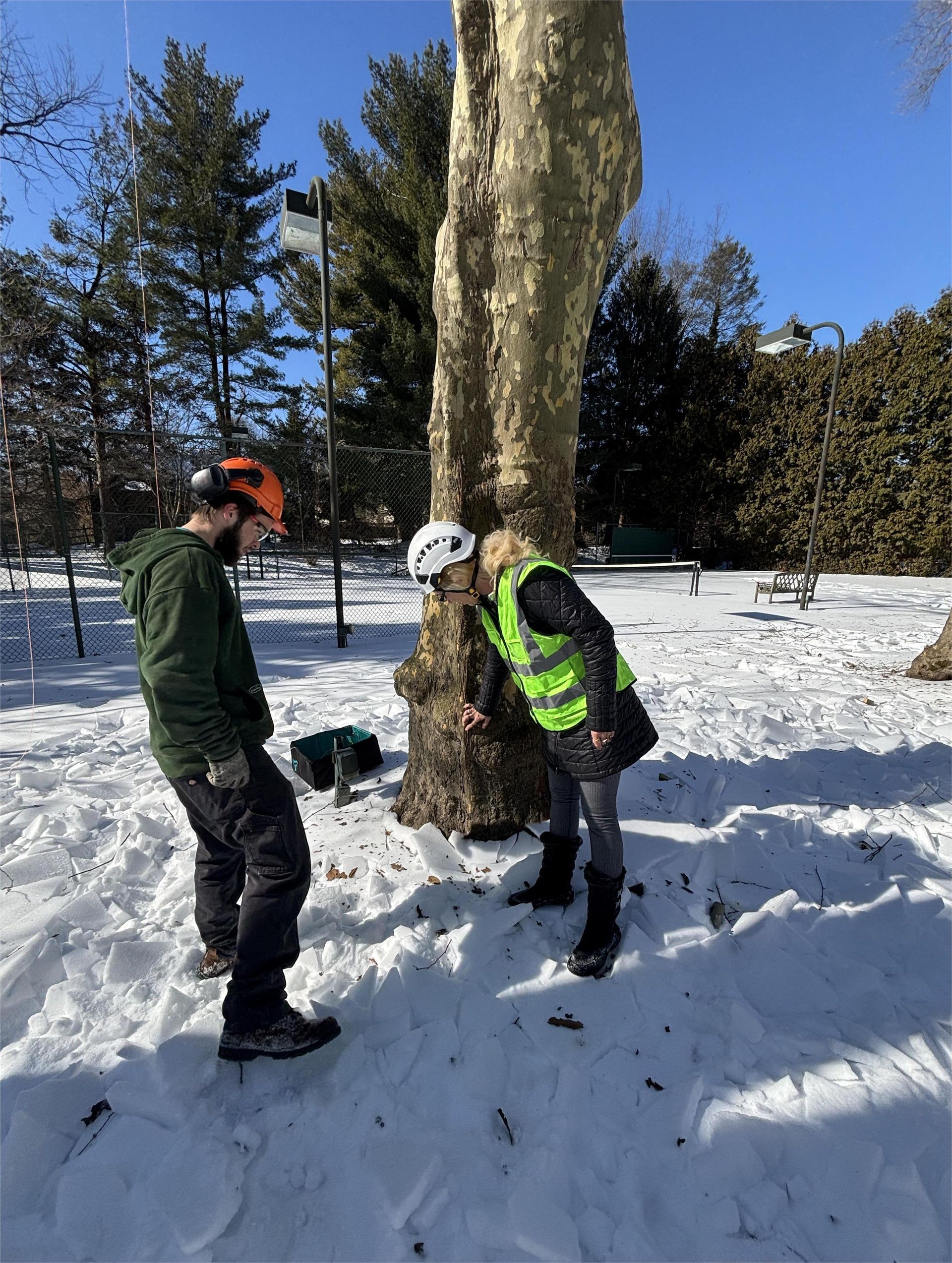 Two people in safety gear and helmets examine the trunk of a large tree in a snowy park on a sunny day.