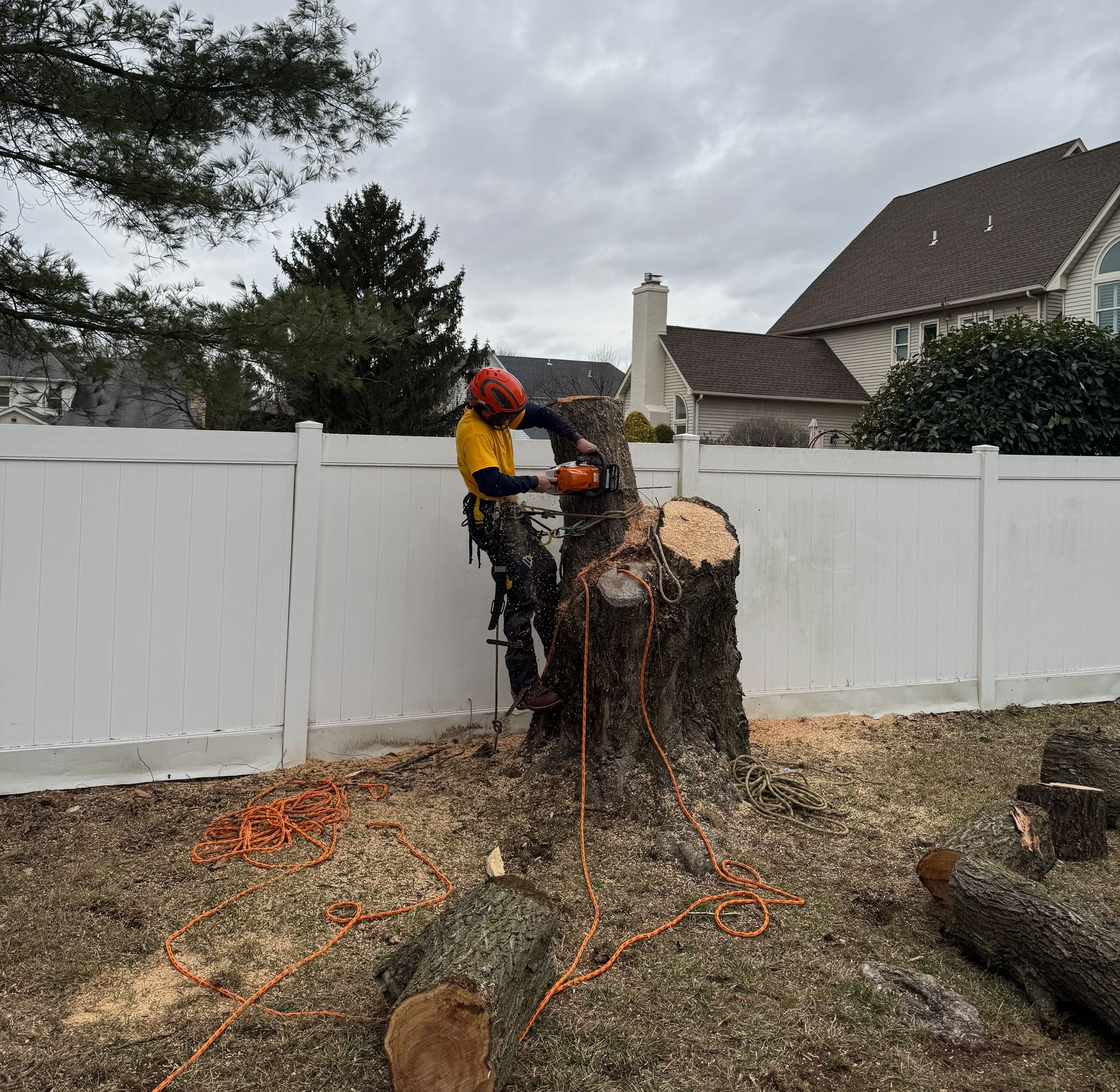 Chainsaw worker cutting a large tree stump beside a white fence in a suburban yard