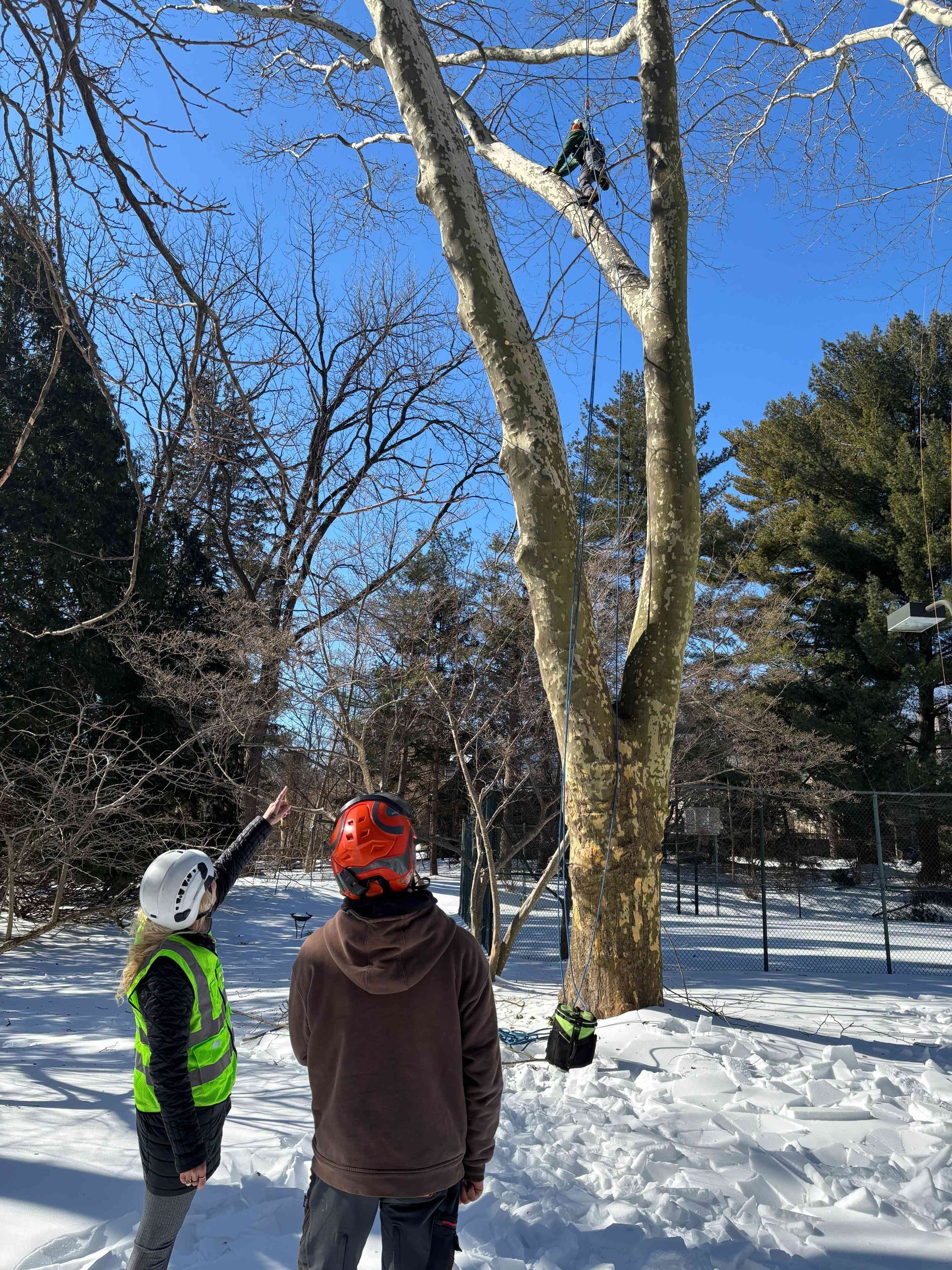Two people in helmets stand in snow, looking up at a climber high in a tall tree.