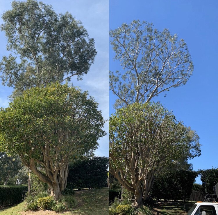 What Is the Difference Between Tree Pruning and Trimming?