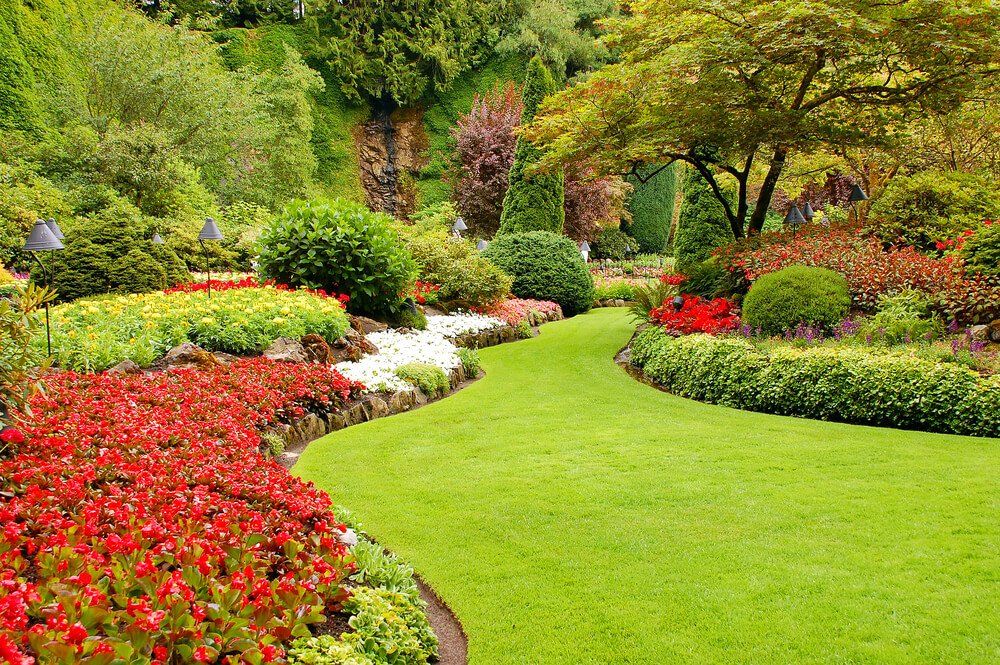 vibrant lawn in Orange County CA
