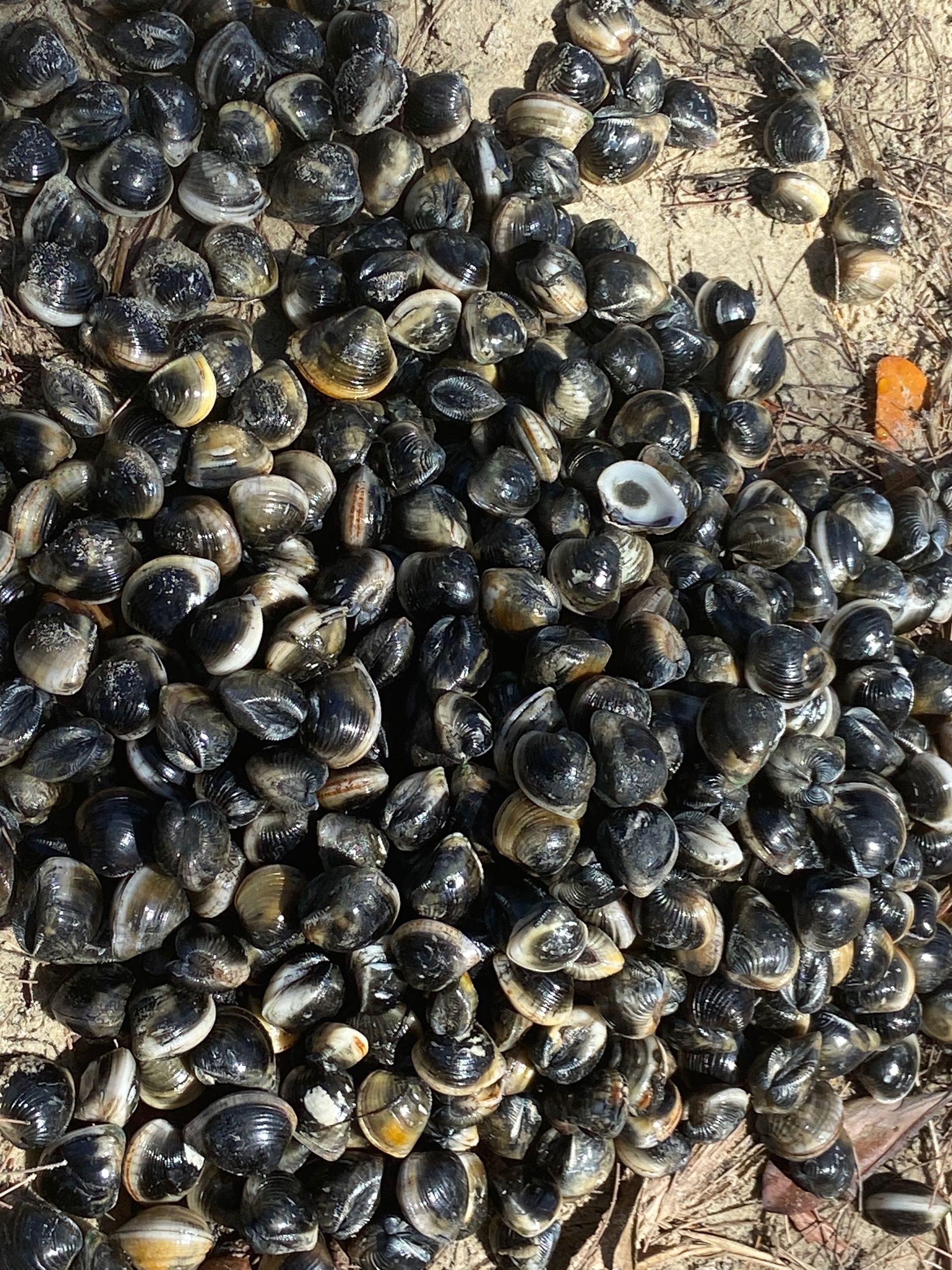 Pile of small, dark, shiny shells on sandy ground.
