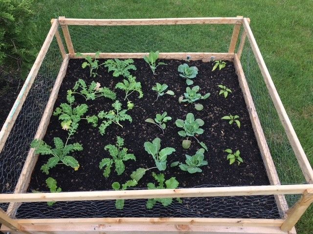A garden with lots of plants growing in it and a wooden frame around it.