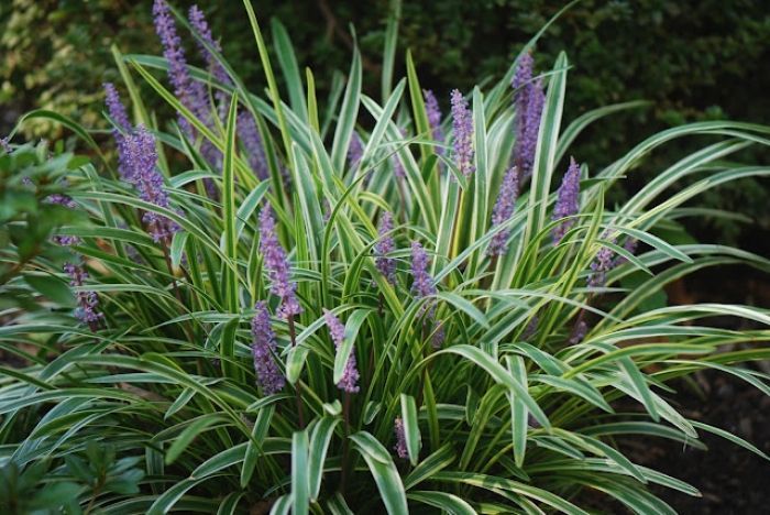 Green and purple ornamental grass with upright flower spikes in a garden bed