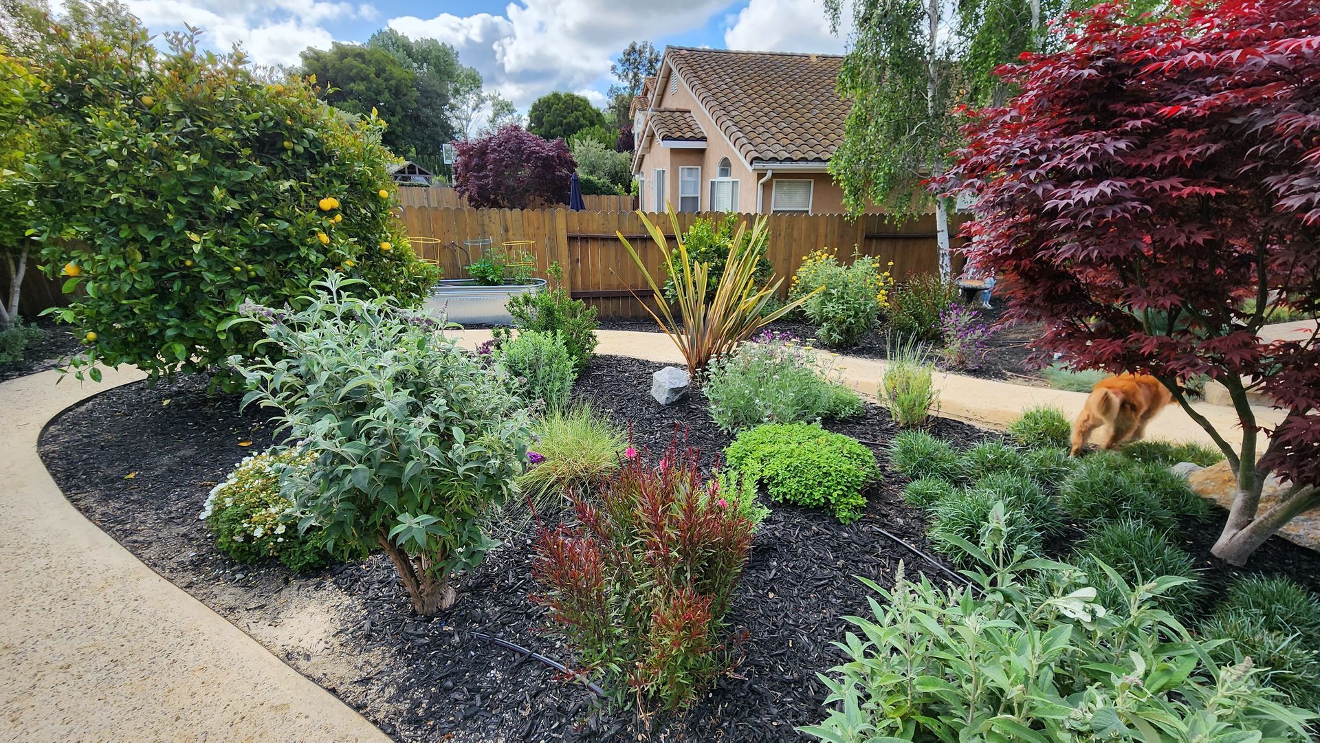 Landscaped front yard with colorful shrubs, mulch beds, and a house in the background