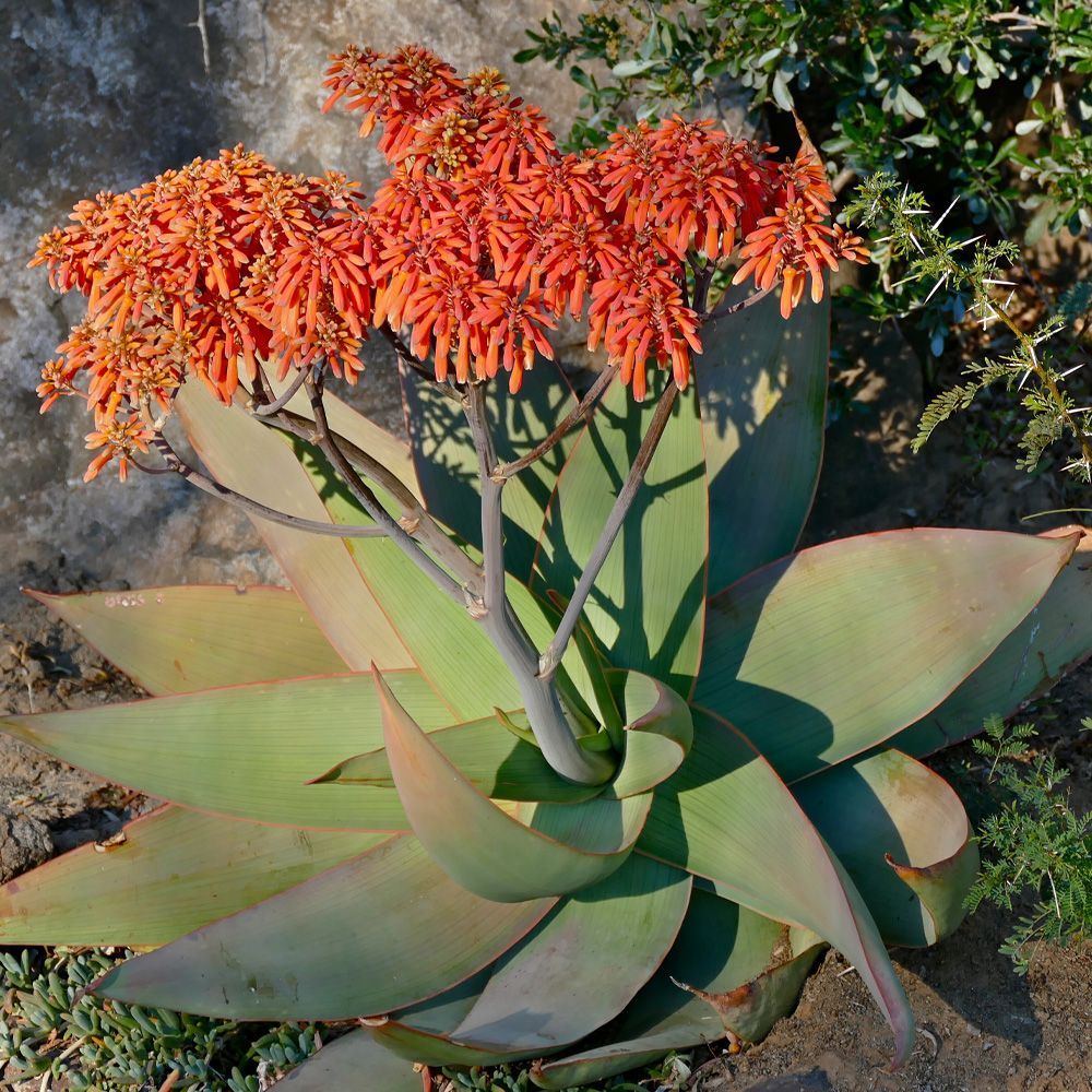 Aloe plant with red-orange flower spikes and broad green leaves in sunlight
