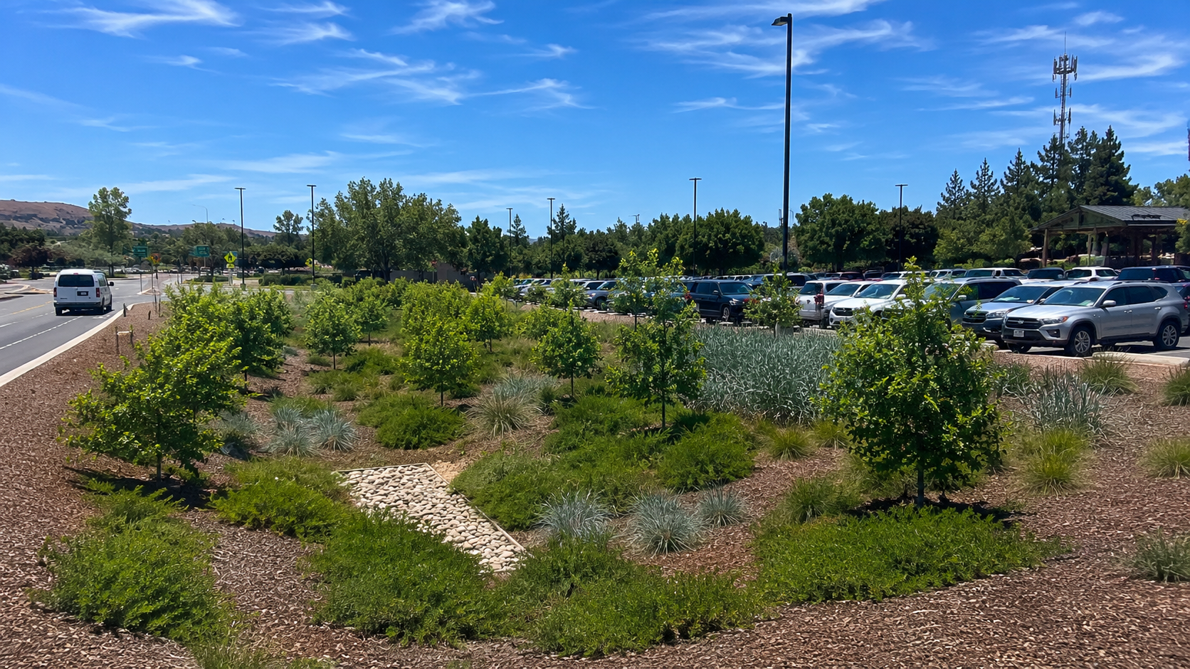 Landscaped parking lot edge with shrubs, mulch, and parked cars under a bright blue sky