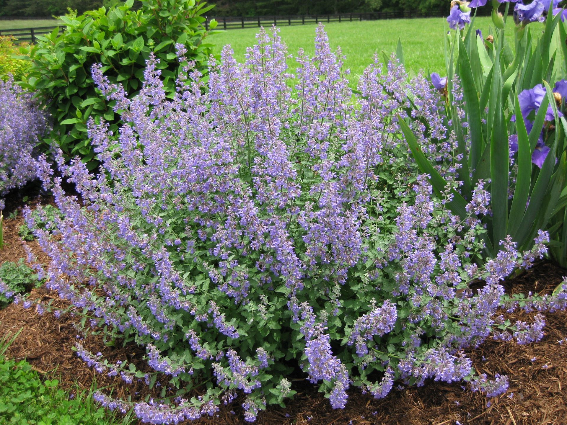 Purple flowering shrub in a garden bed with green foliage and tall purple blossoms in the background