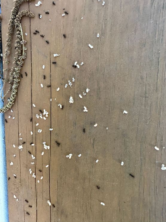 A wooden surface with a lot of small bugs on it
