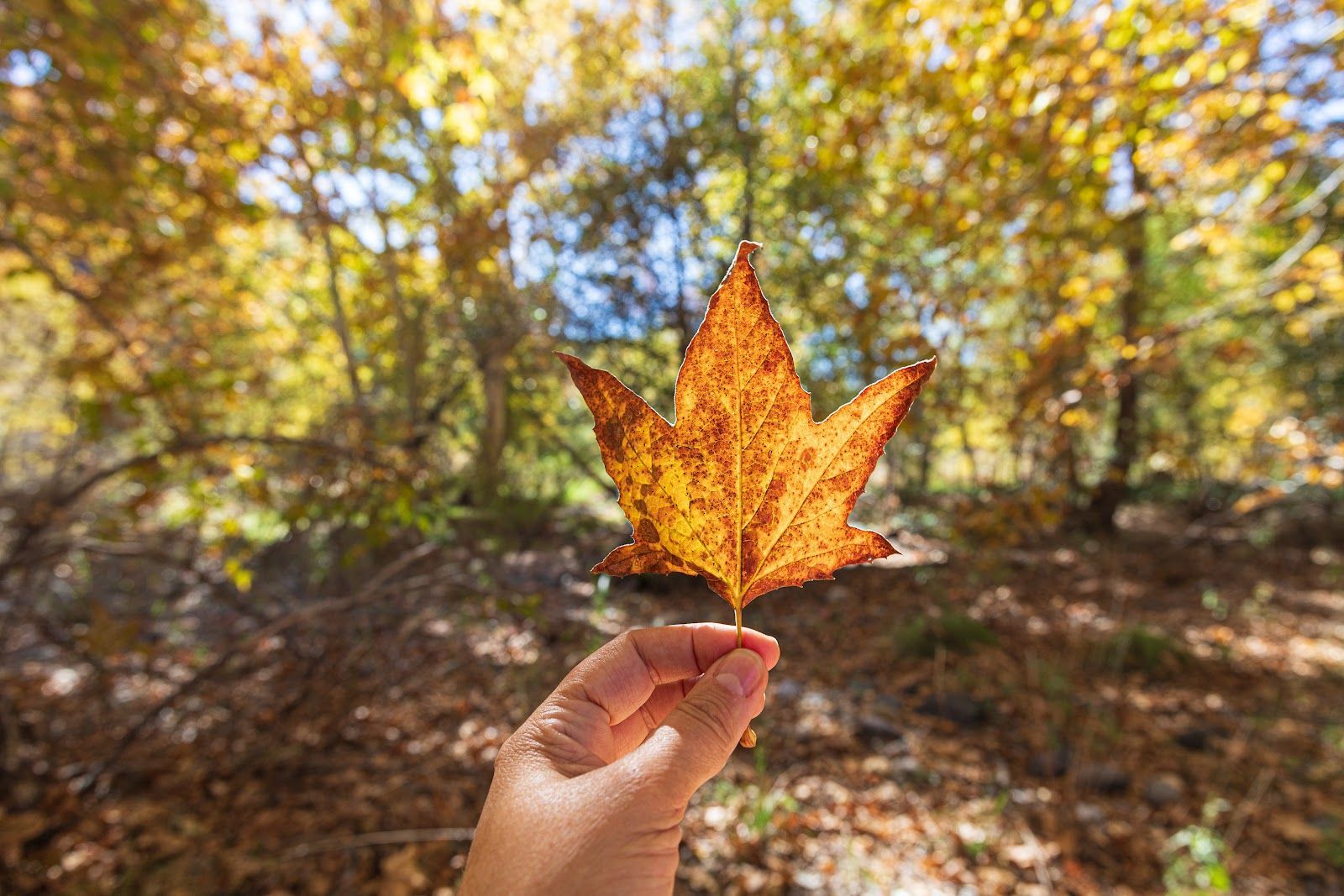 Hand holding a golden fall leaf in a sunlit Sedona forest in October