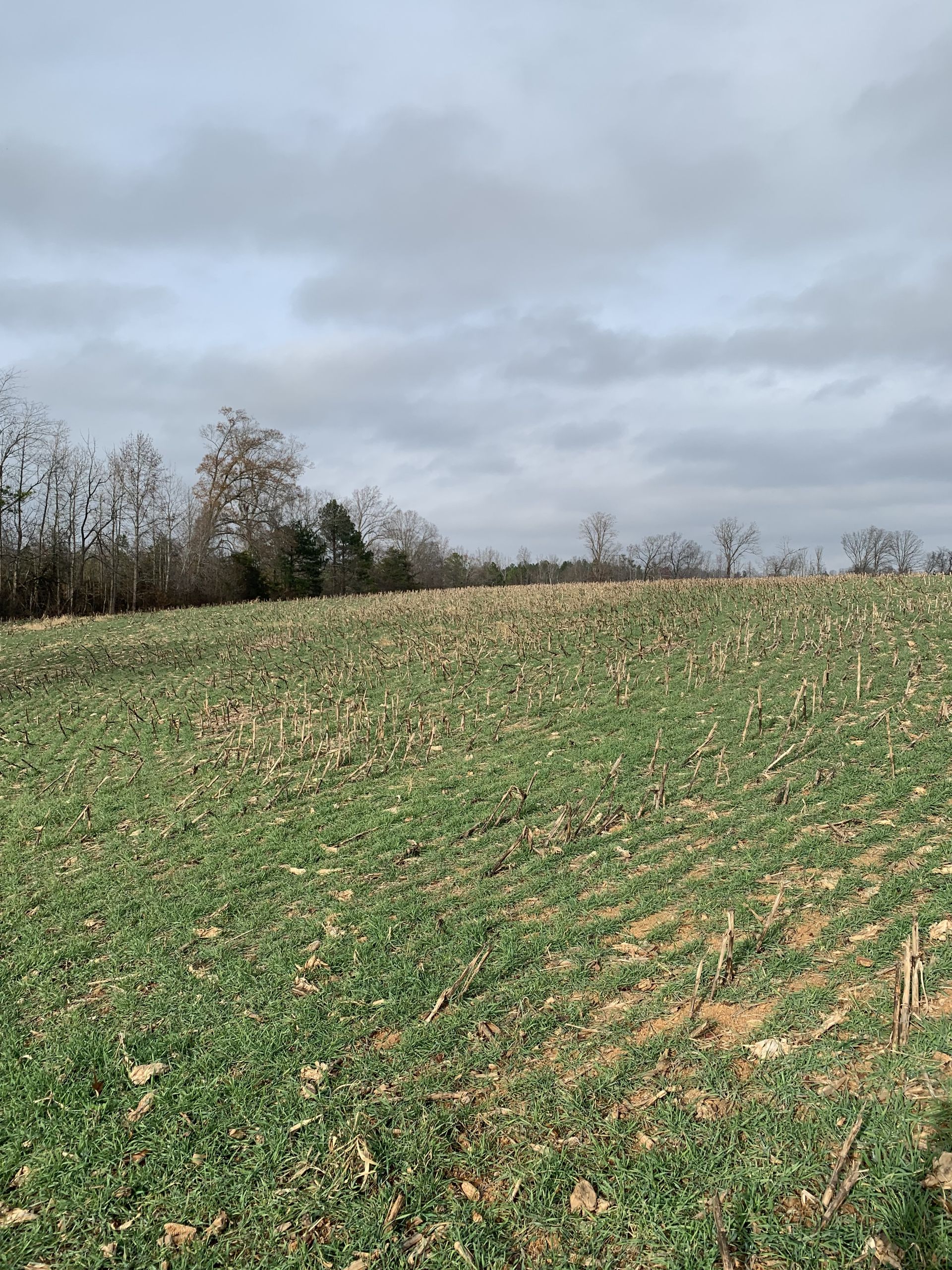 Green field with sparse vegetation under cloudy sky, trees on horizon.
